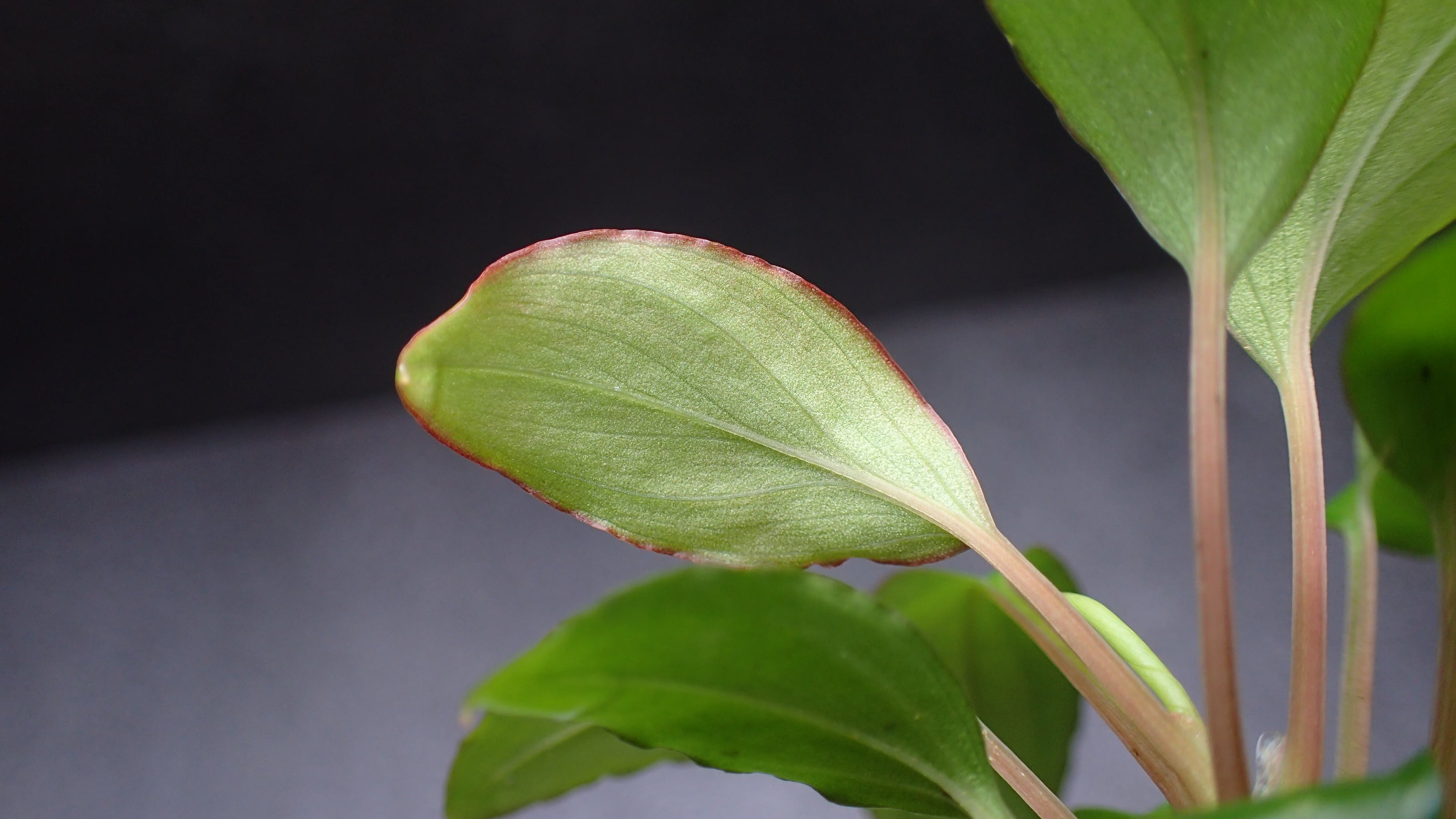 Homalomena sp Mahakam hulu Kalimantan timur 1株 | 熱帯植物 水草