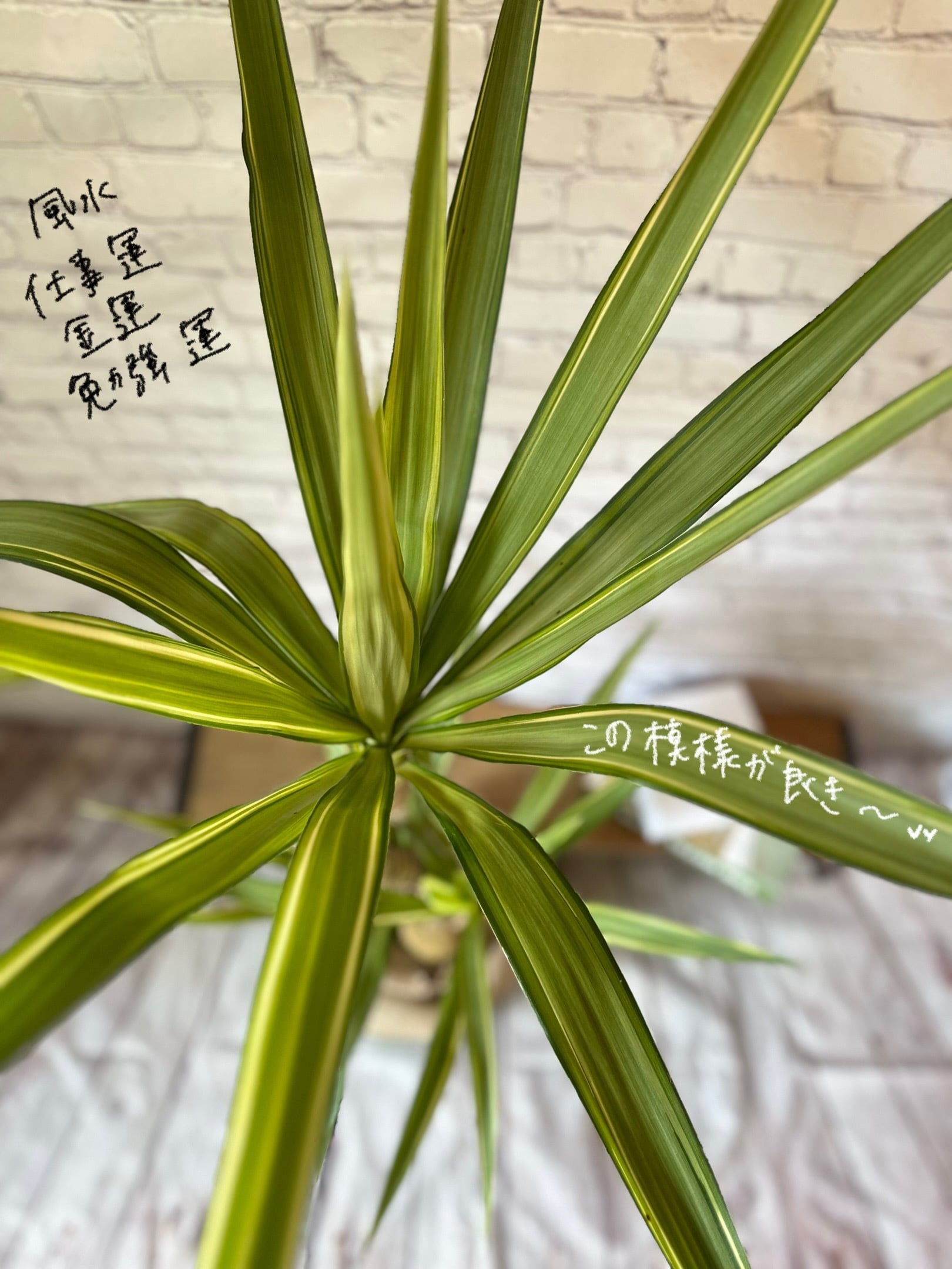 陶器鉢セット】ユッカ エレファンティペス 斑入り | Petitluxe