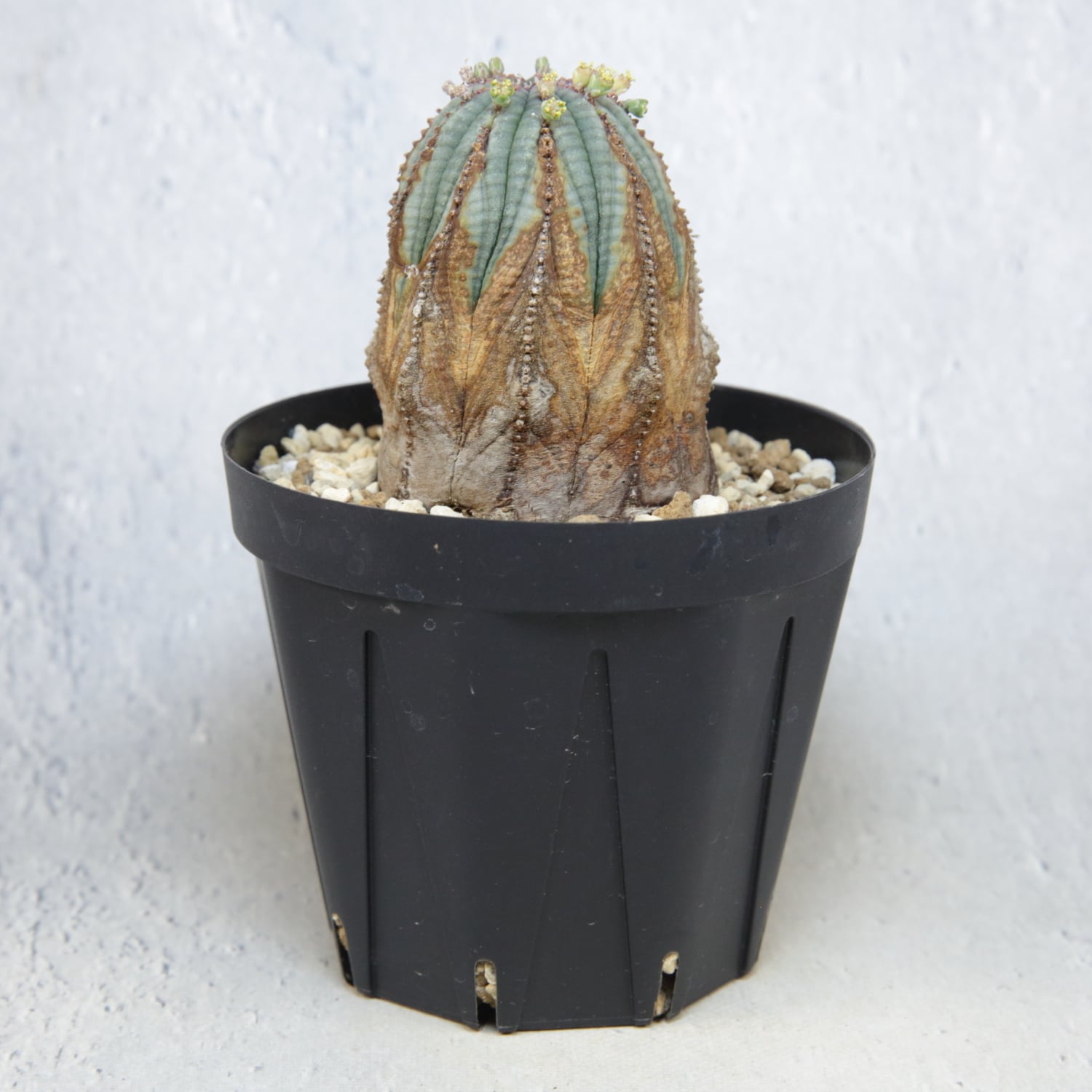 オス株 超美模様 木質化 マイクロオベサ / ユーフォルビア