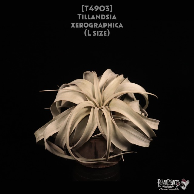 【送料無料】キセログラフィカ RED〔エアプランツ〕現品発送T0004