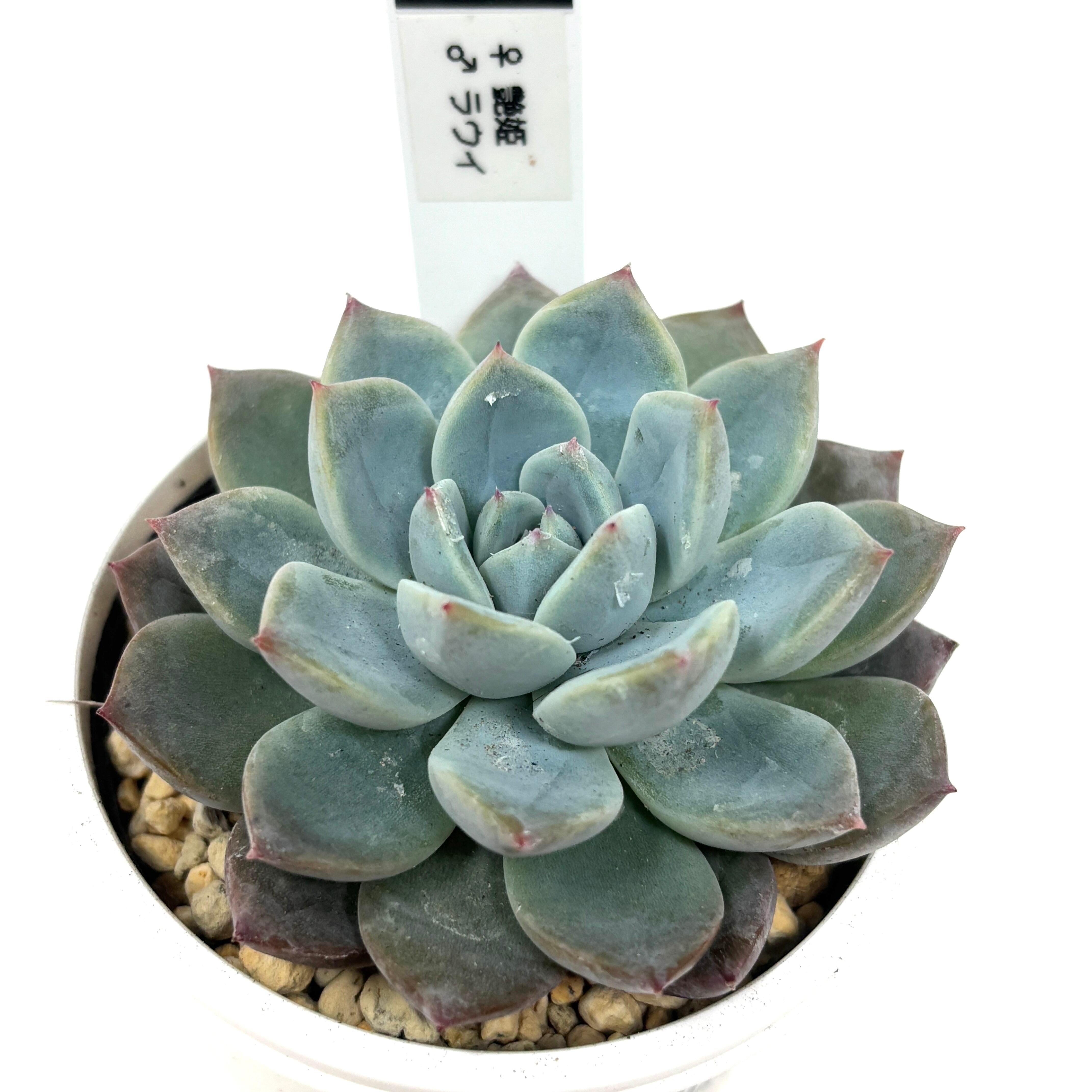 marumocoさん苗 エケベリア ♀艶姫 × ♂ラウイ【337】