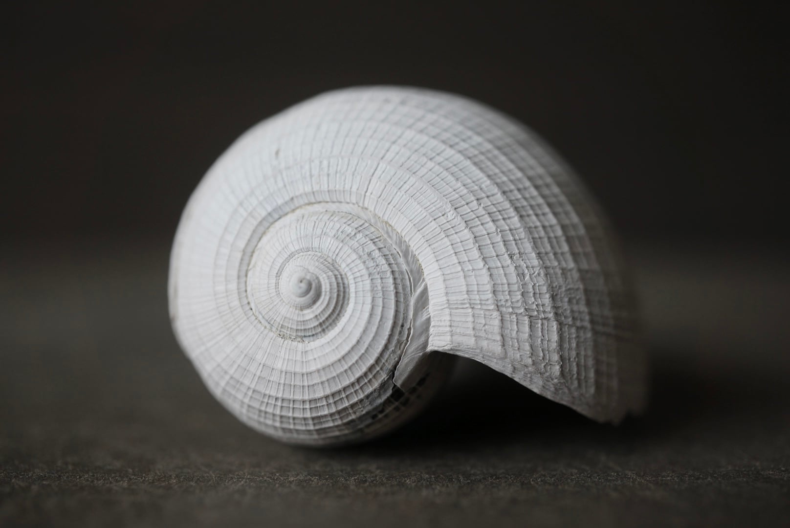 フロリダ州産巻貝化石 Ficus floridensis 1628 | 叙景 jokei