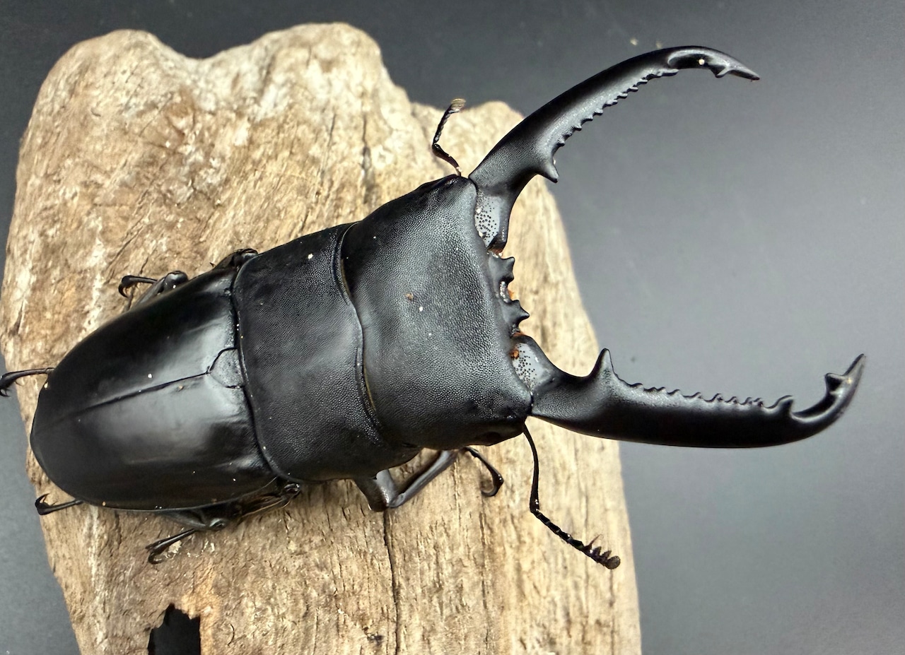 【WD】《パラワンオオヒラタ ガントン産 88mm ペア》