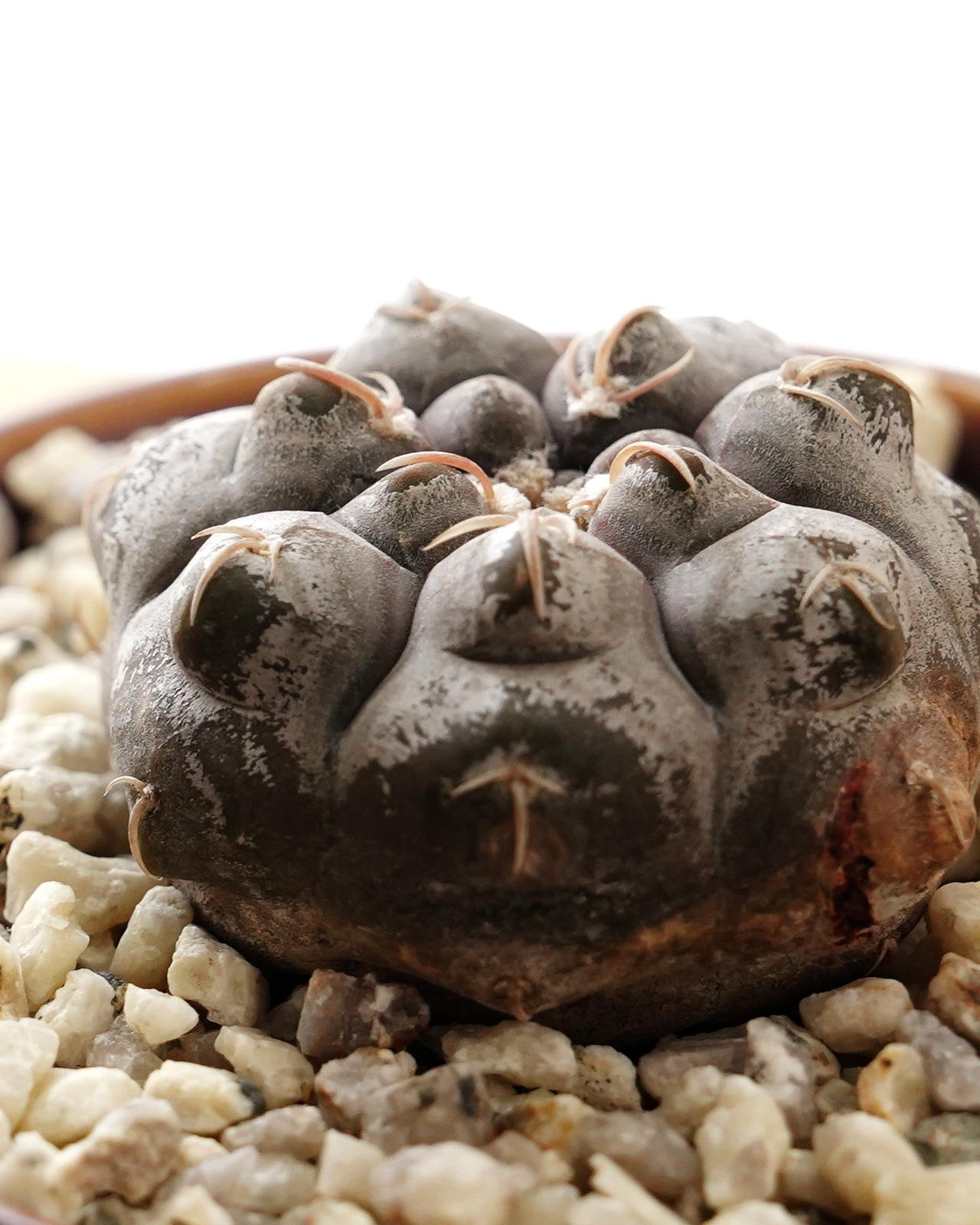抜き苗 ギムノカリキウム プロチャズキアナム M Gymnocalycium prochazkianum