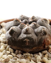 抜き苗 ギムノカリキウム プロチャズキアナム M Gymnocalycium prochazkianum