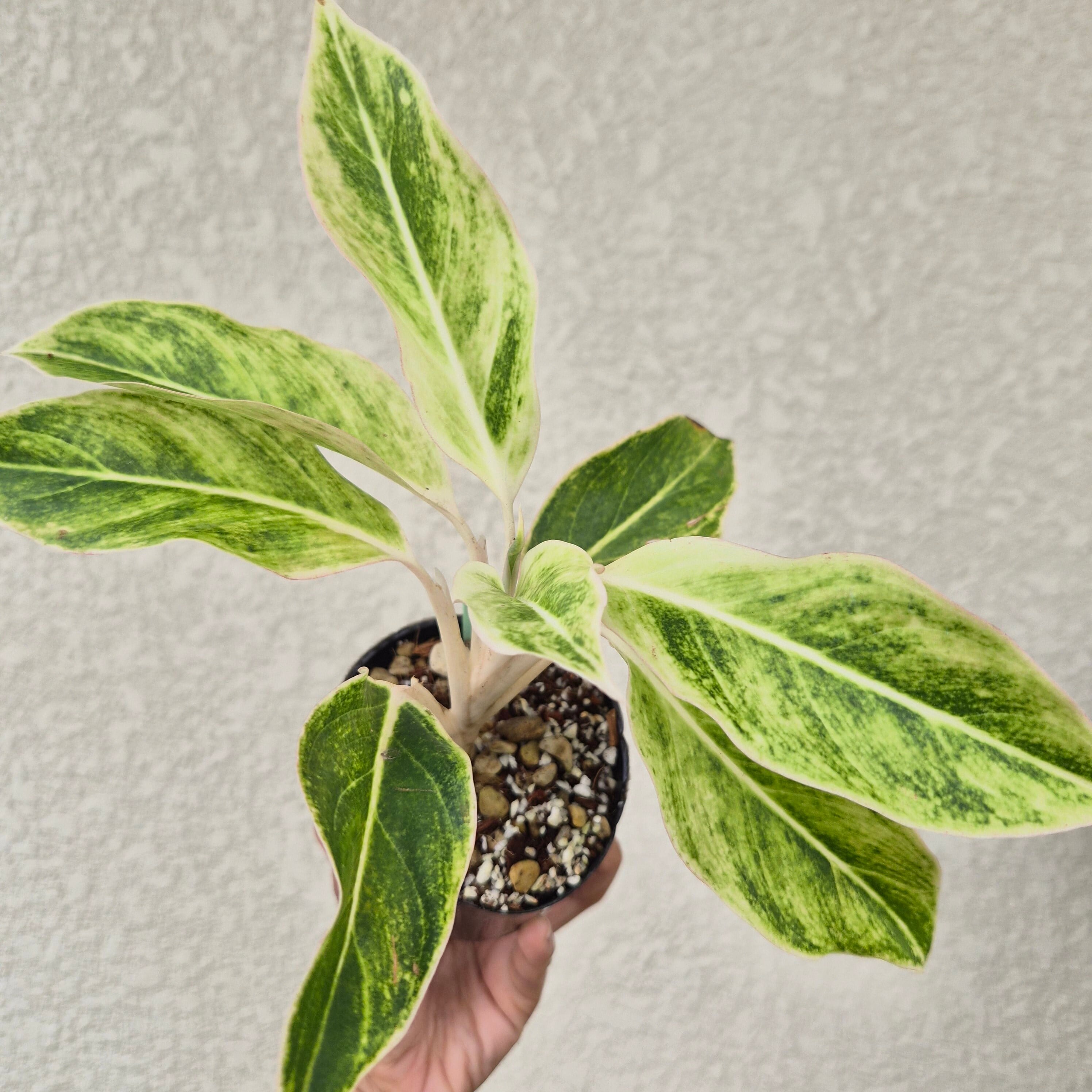 ②《Aglaonema White Aurora》アグラオネマ ホワイトオーロラ 観葉植物 / レッドリーフ/ポット発送