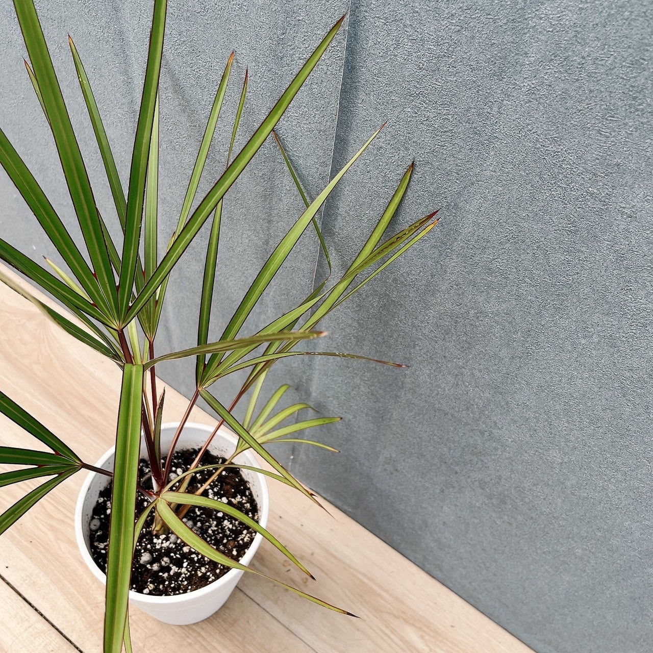 現品］【希少】K ラタニアレッド 6号 ヤシ 観葉植物 レア おしゃれ