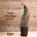 【送料無料】 Hohenbergia Sp.Brazil〔ホヘンベルギア〕現品発送H0043