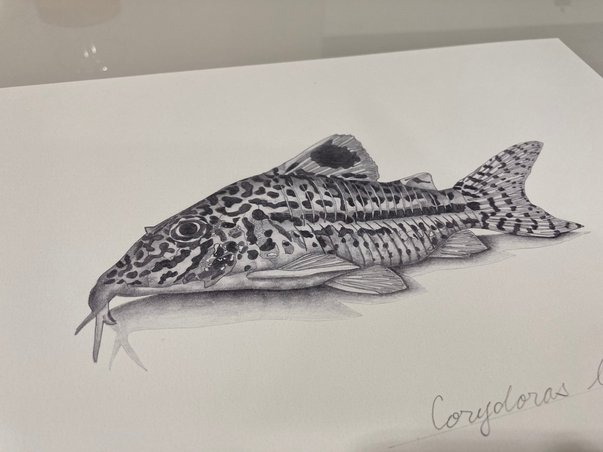 Corydoras leopardus Pencil Drawing A4 Poster(Print). osakanacraft