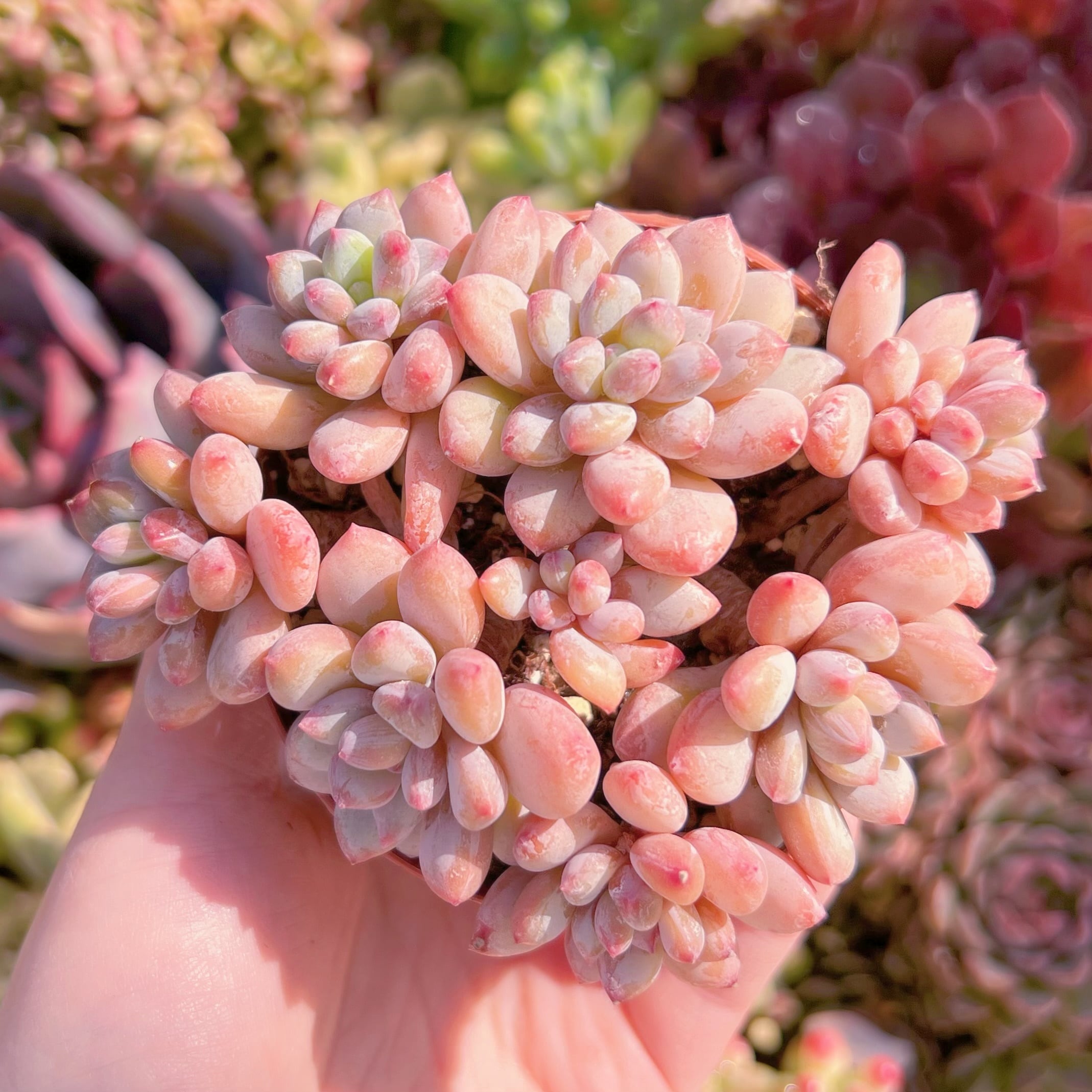 現品　紅小珠#A021   群生　るる農園