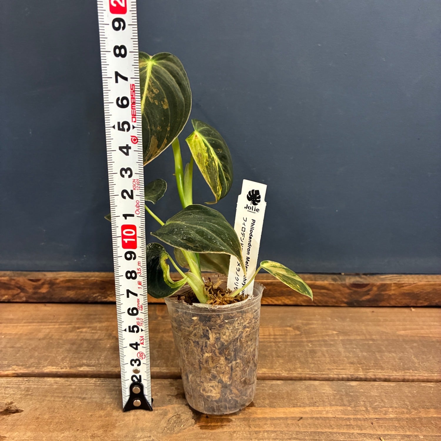 JN】フィロデンドロン メラノクリサム 斑入り【218】 | PROTOLEAF