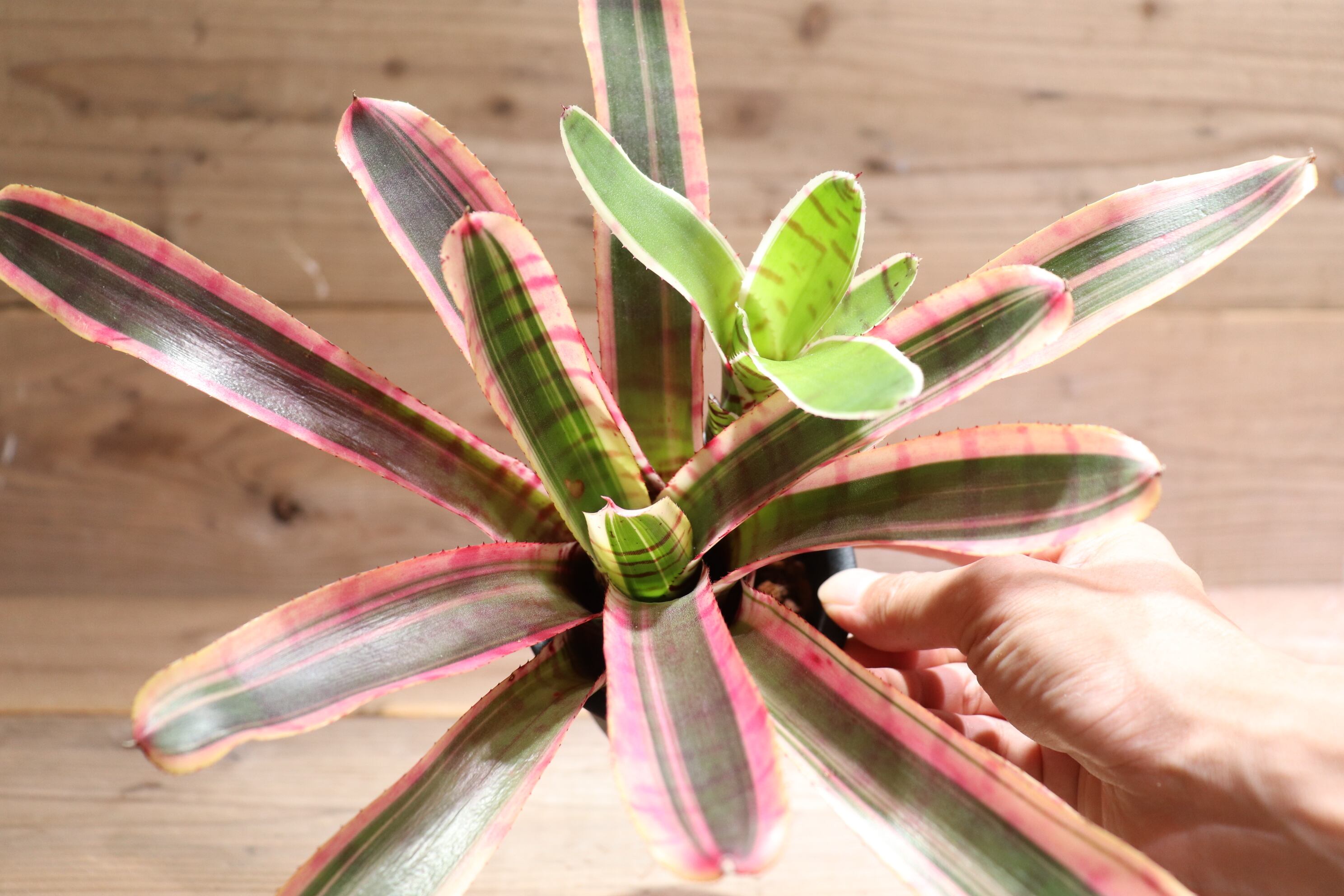 送料無料】Neoregelia 'Red Bull' (子株付き)〔ネオレゲリア〕現品発送