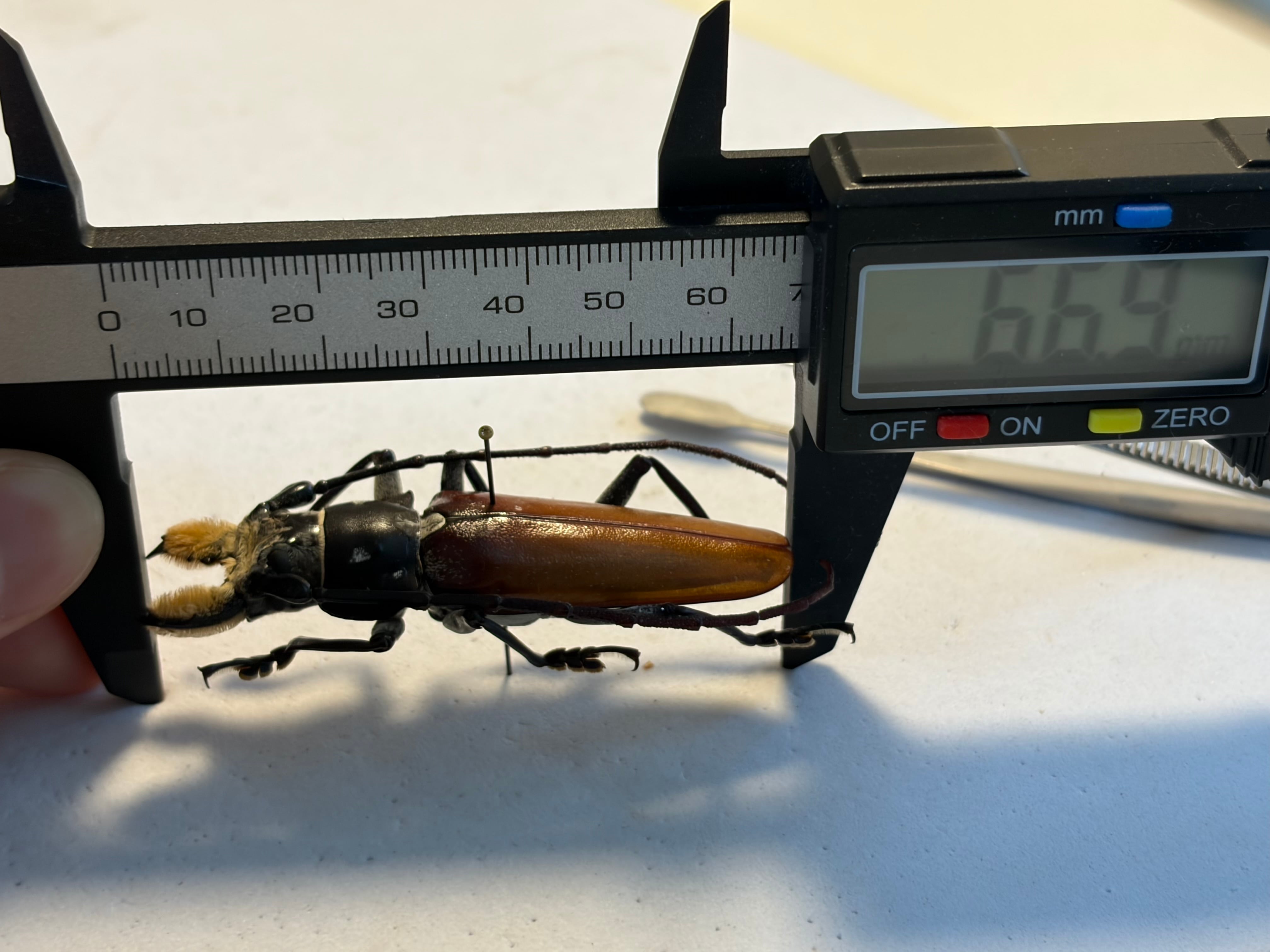 【66mm】顎が剛毛なアラゲオオウスバカミキリ 甲虫昆虫標本タランチュラムカデサ 66mm】顎が剛毛なアラゲオオウスバカミキリ 甲虫昆虫標本タランチュラ