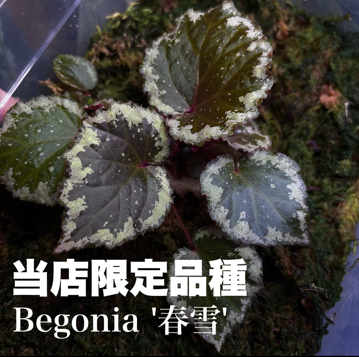 Begonia sp. Jambi ① | 熱帯雨林植物専門店 トイ吉園芸