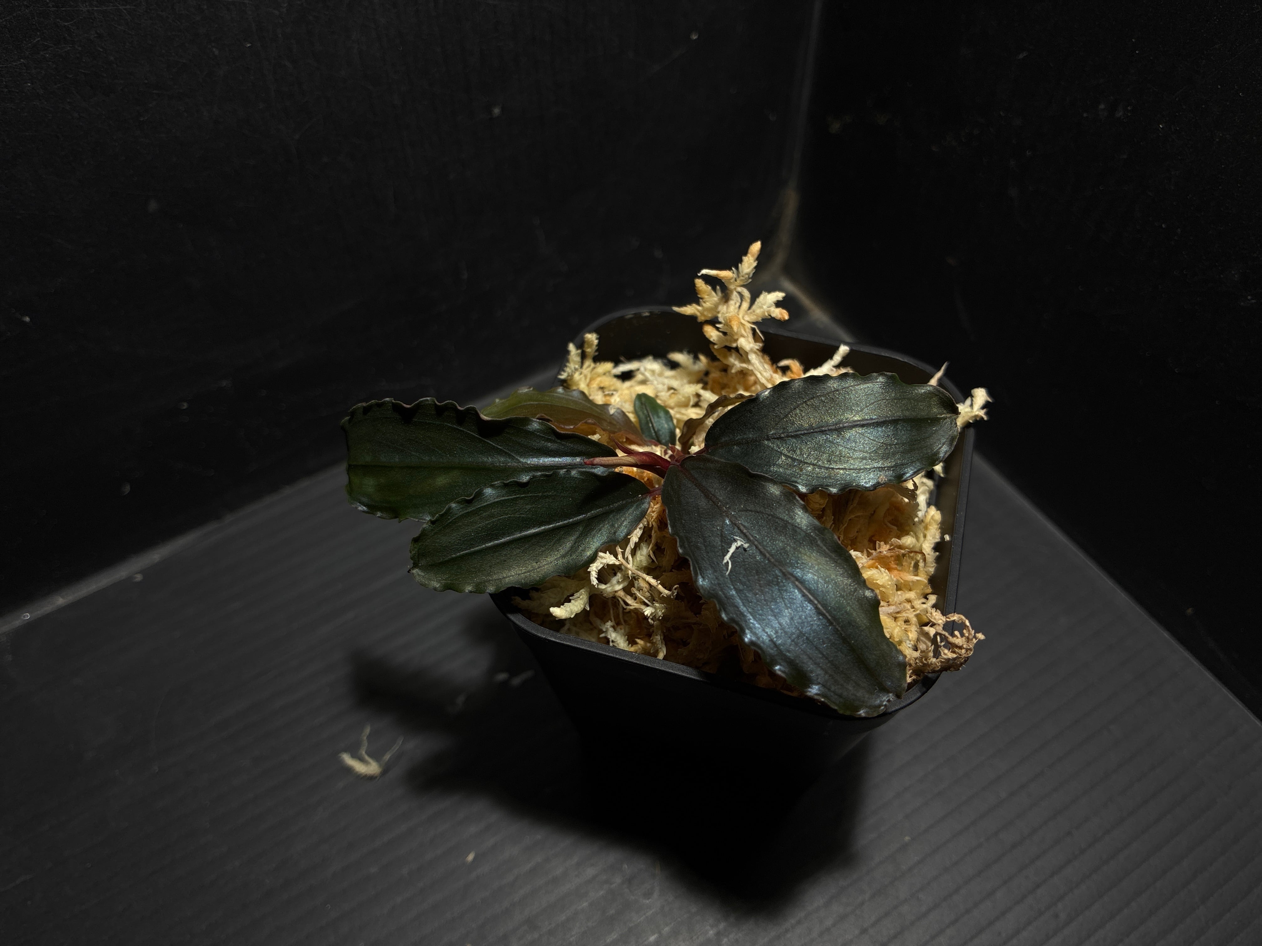Bucephalandra sp. Murung raya 【LA0813-01】小株 ① | AquaFocus