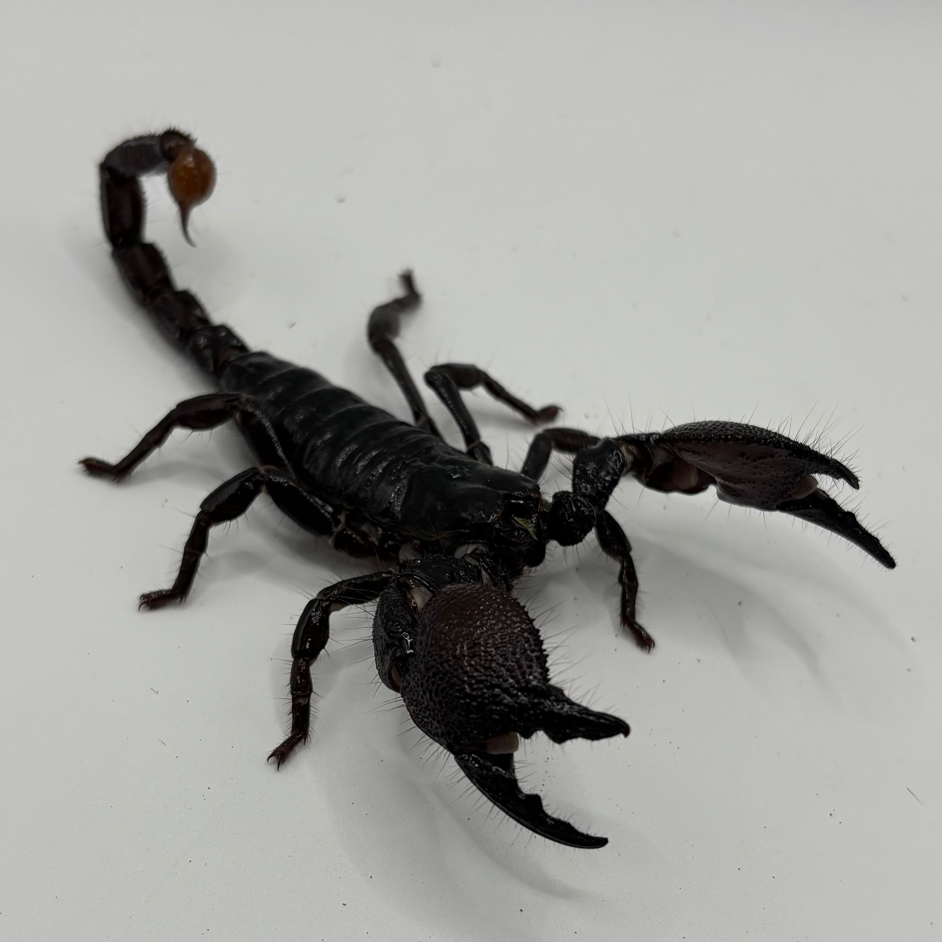 ダイオウサソリ① アダルト個体1ペア 2匹 奇蟲 サソリ | 昆虫ショップ