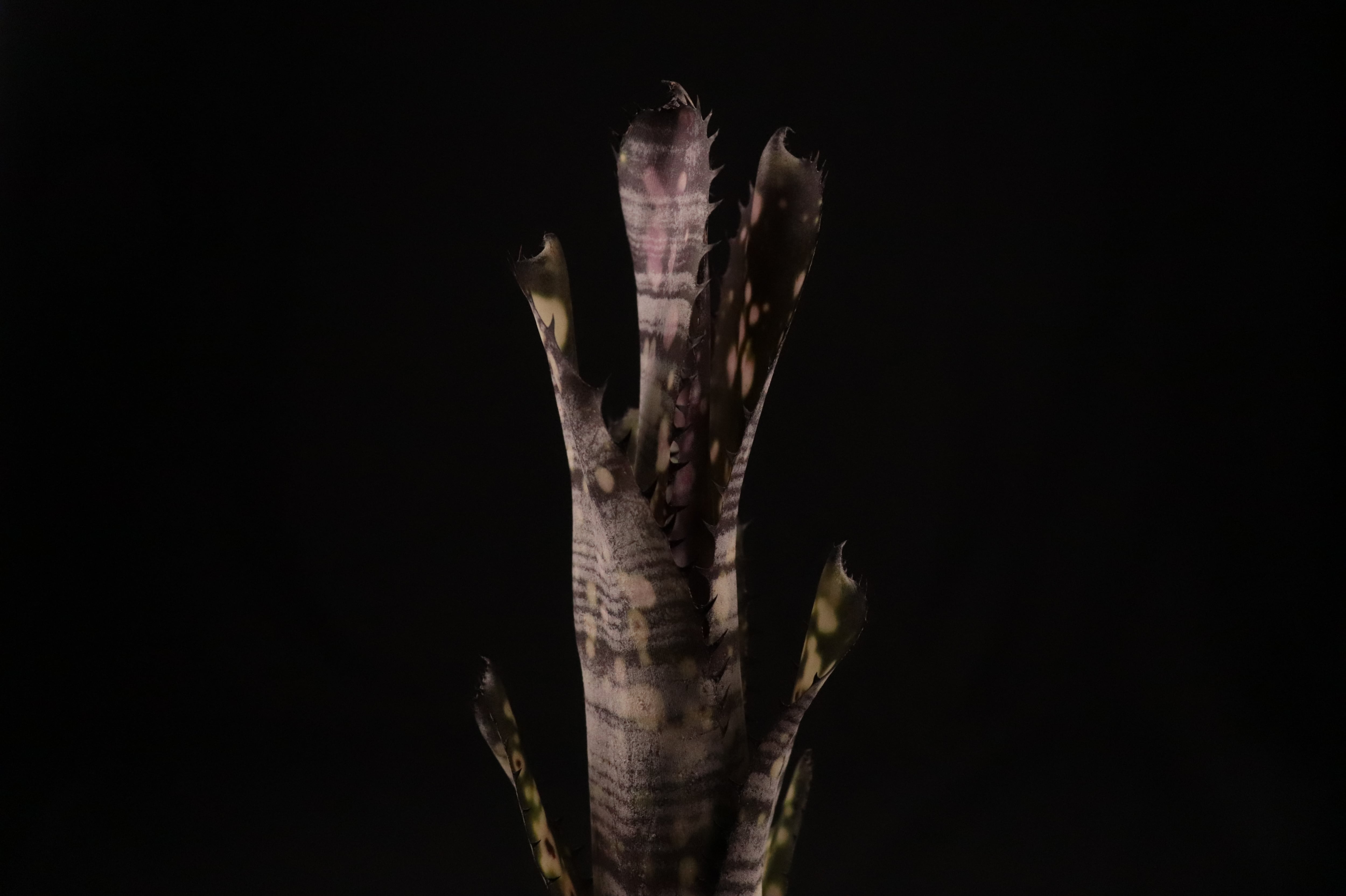 reserved】Billbergia 'Kolan Purple Piranha'〔ビルベルギア〕現品