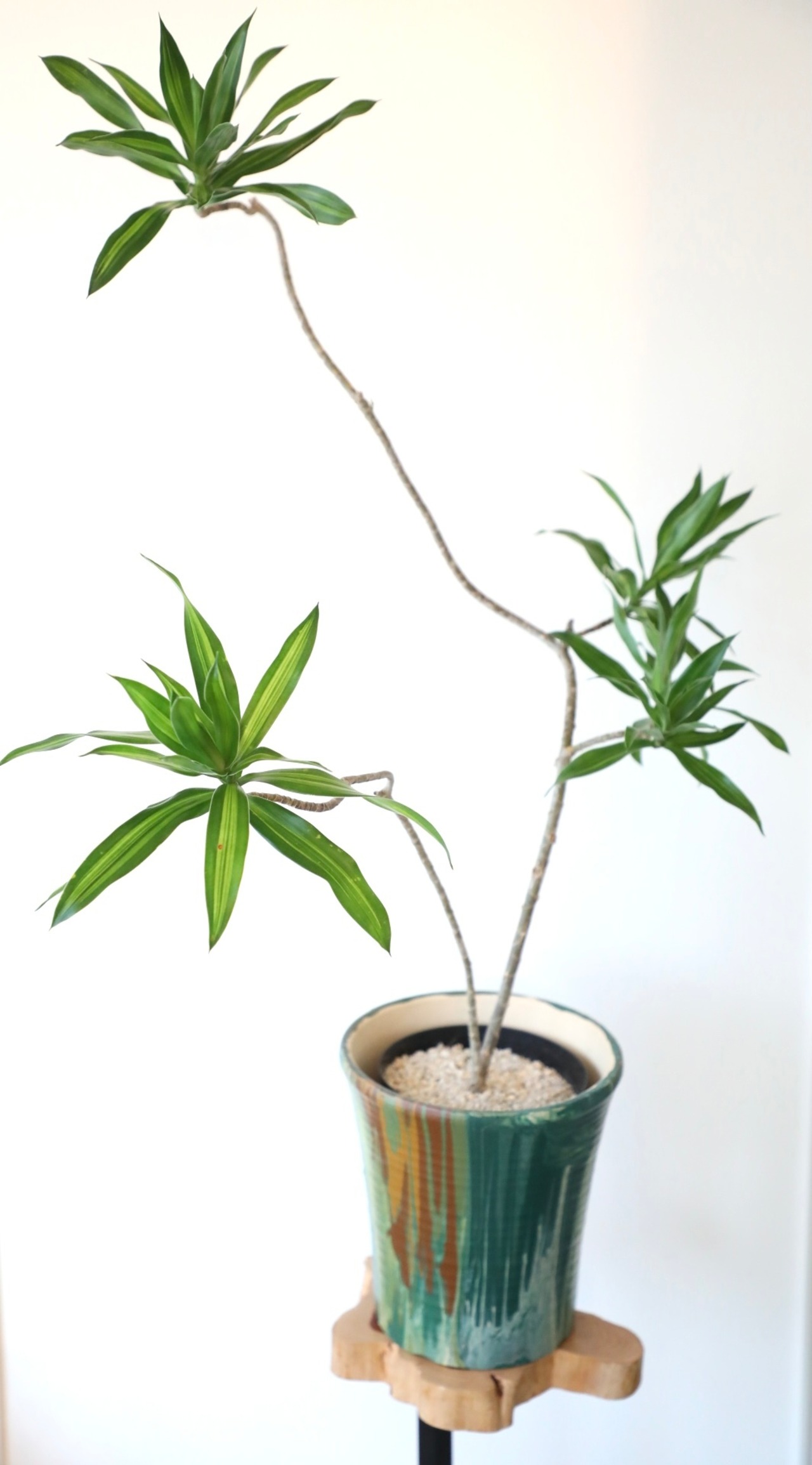 【L】ドラセナ ソングオブジャマイカ/Dracaena　※WOODLY オリジナル陶器鉢カバー付き