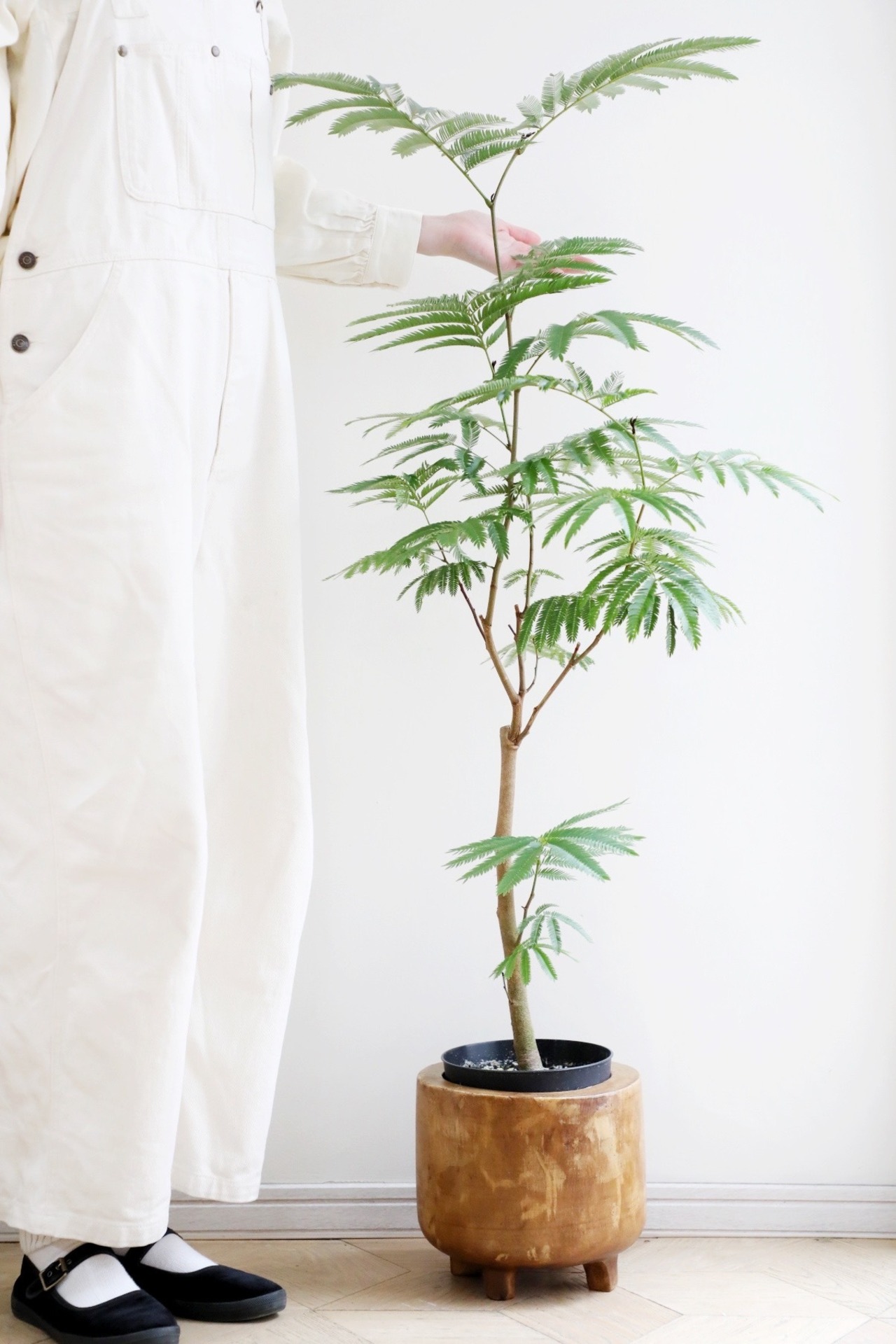 【L】【渋谷区周辺エリア/配送料無料】エバーフレッシュ /Pithecellobium confertum ever fresh