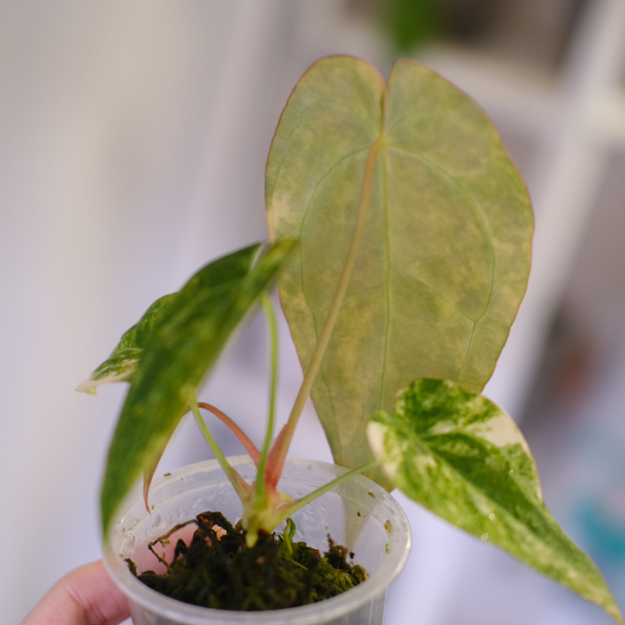 Anthurium papillilaminum var. “Australia version” × Anthurium 'Red