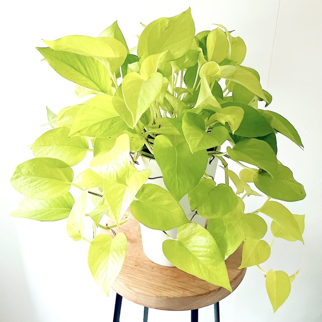 ポトス ライム 鉢カバー付き 観葉植物 calm cafe