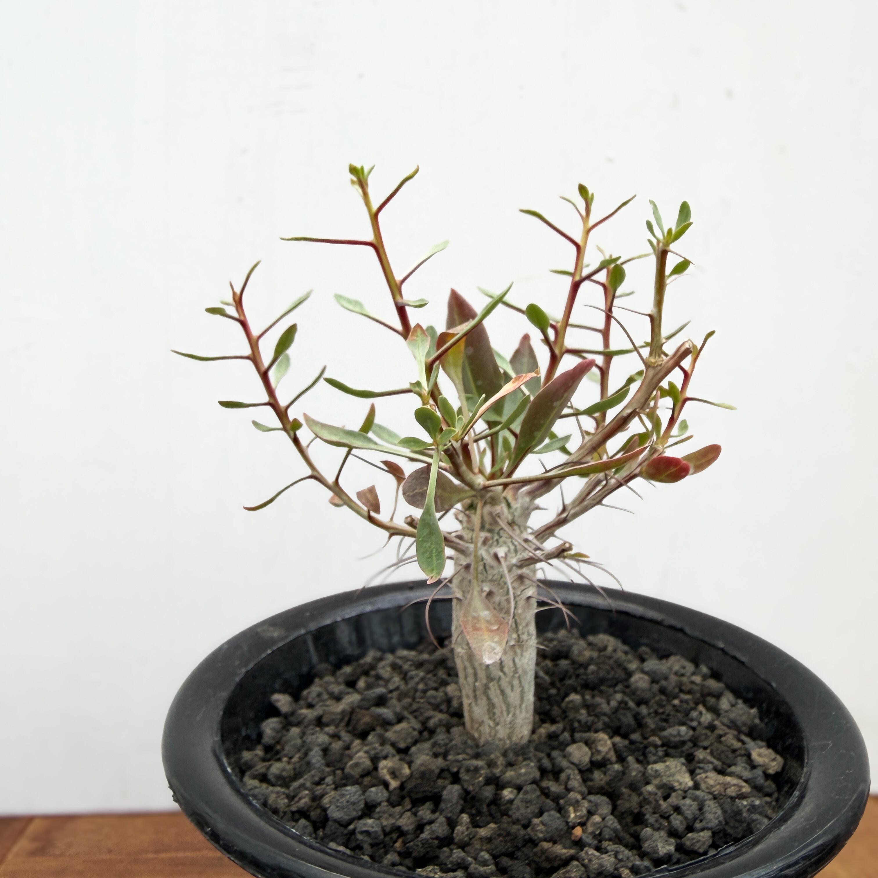 Fouquieria columnaris【フォークイエリア・コルムナリス・観峰玉