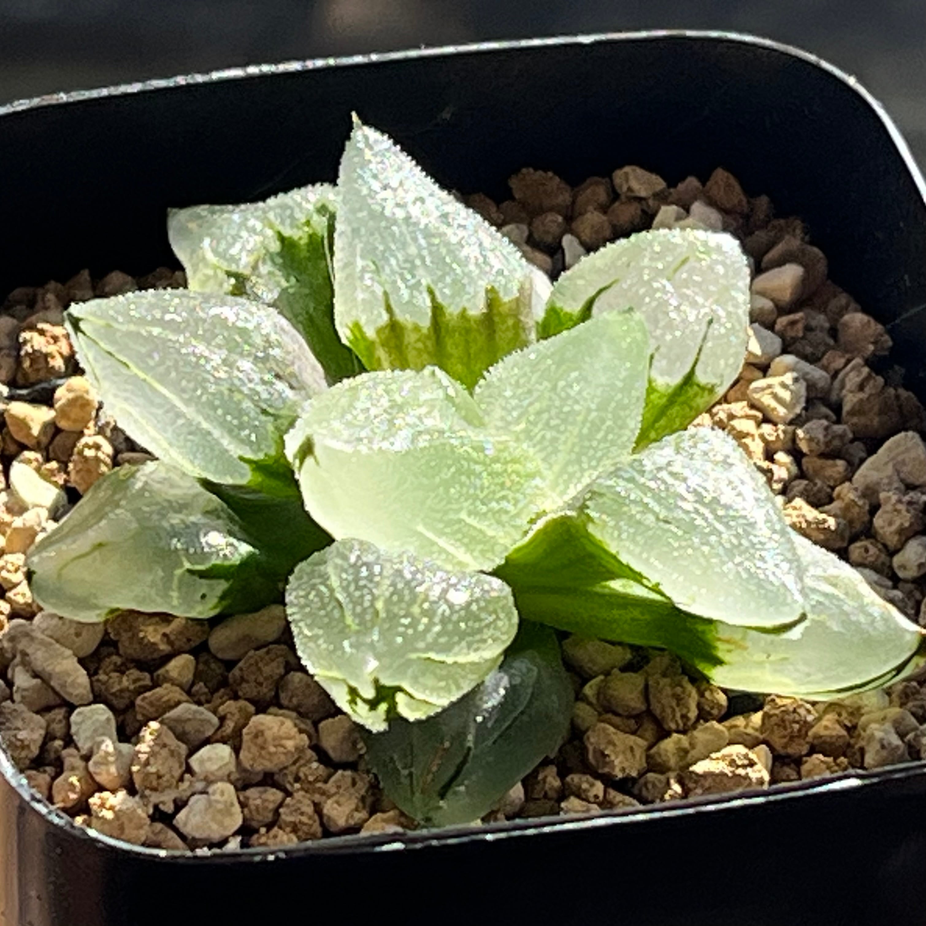 ハオルチア ピグマエアミュータント錦 | mocono_plants