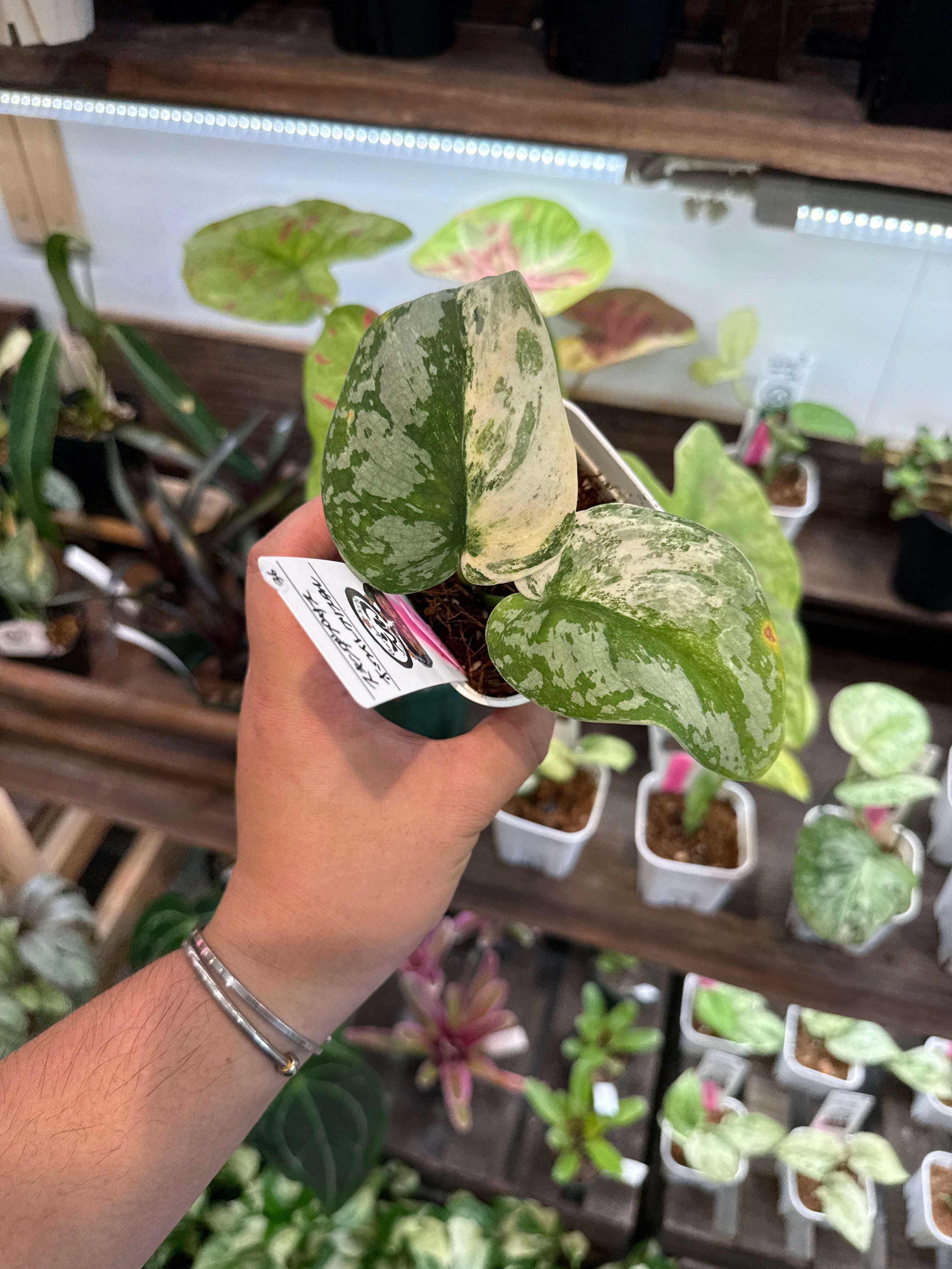 36. スキンダプサス ホワイトクリスタル | Gardenえん 【観葉熱帯植物】