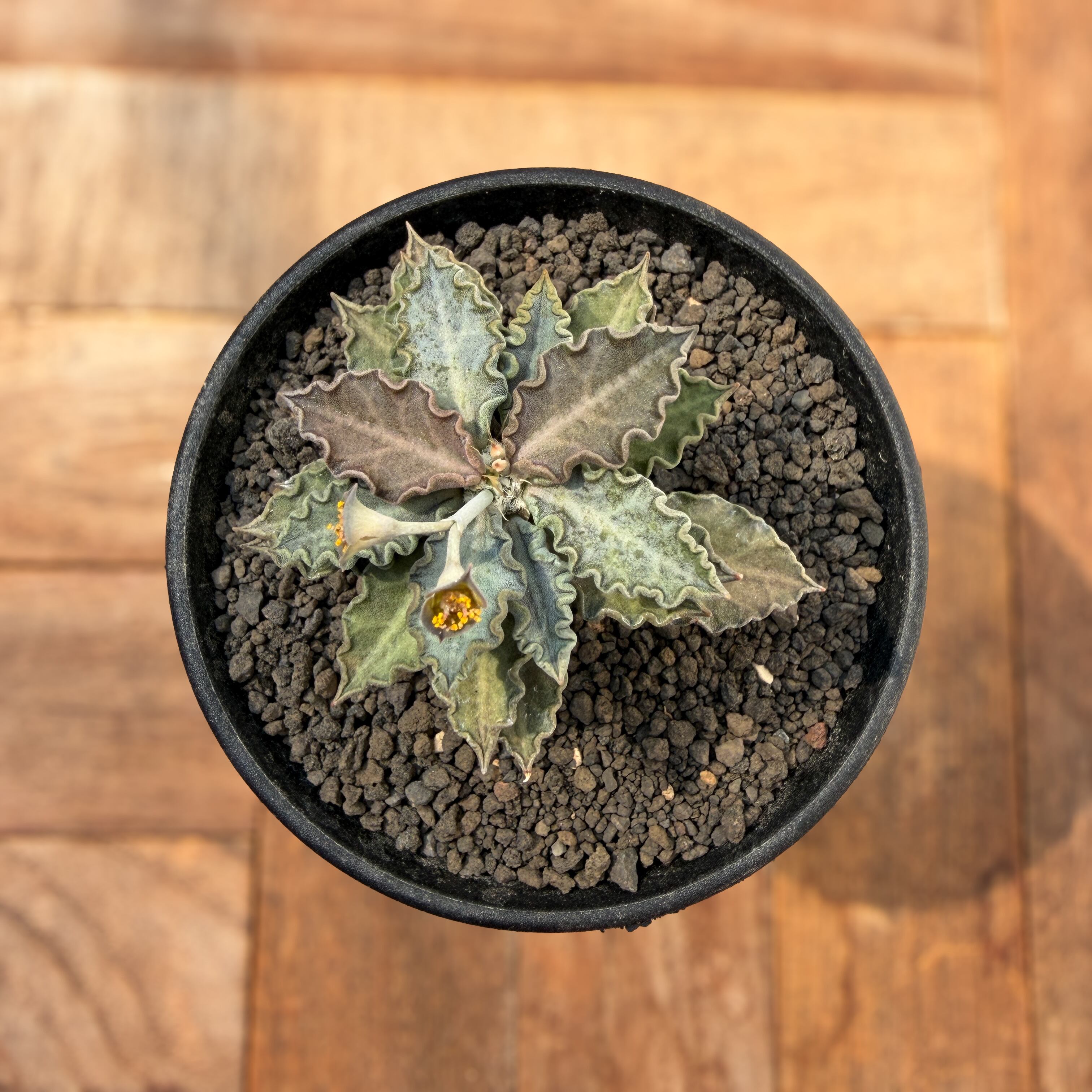 Euphorbia tulearensis【ユーフォルビア・トゥレアレンシス・実生