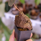 Stephania kaweesakii│ステファニア カウィーサキー│観葉植物