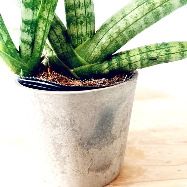 《人気》サンスベリア ボンセレシス 観葉植物 calm cafe