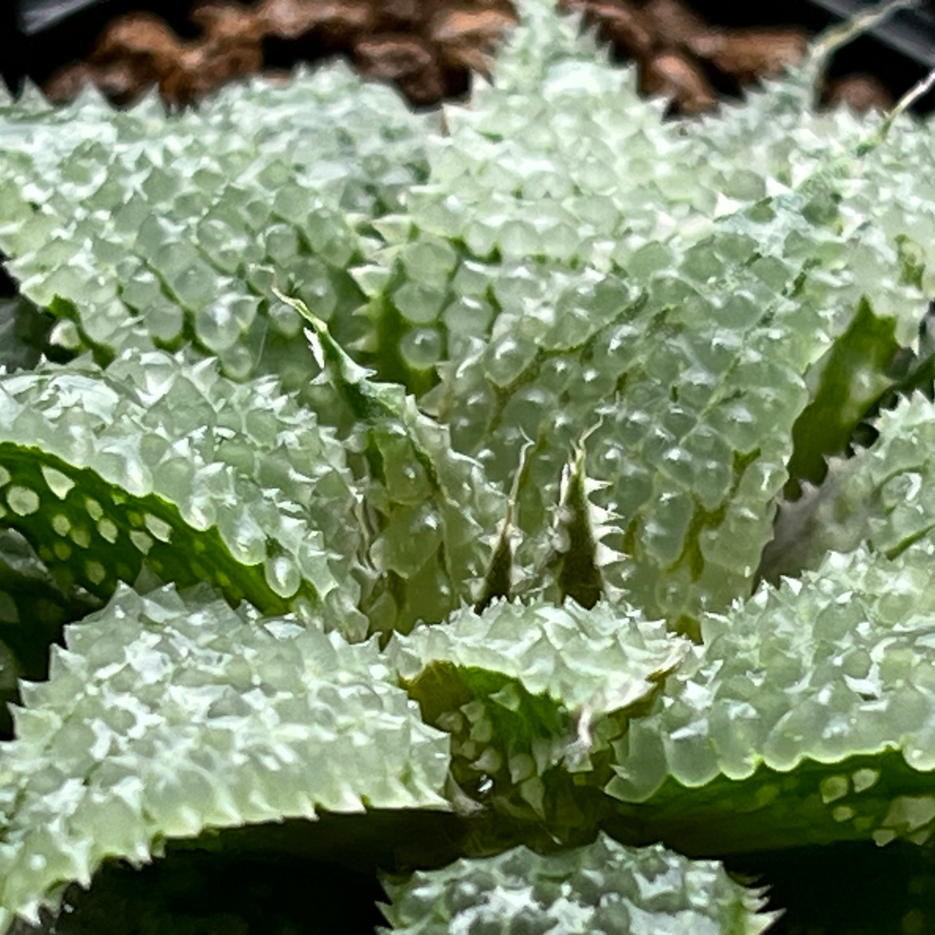 ハオルチア スターズフェアリー | mocono_plants