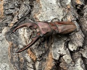 【WD】《ズベールホソアカ ミンダナオ産 47mm ペア》