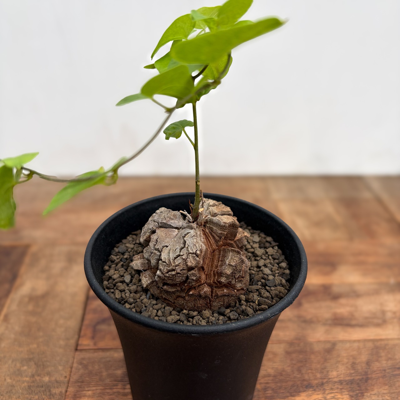 Dioscorea elephantipes【亀甲竜】