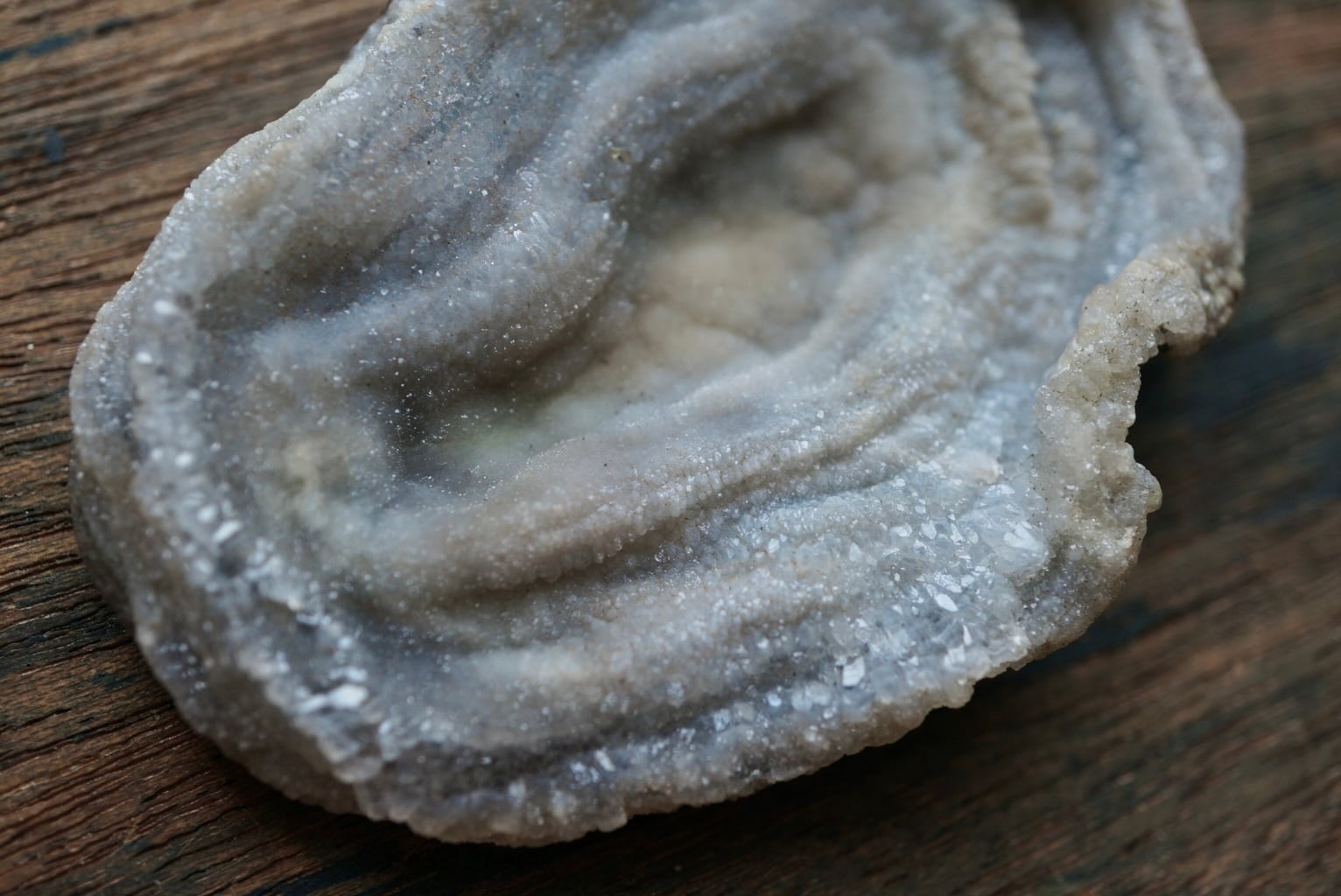 コンシャ・アゲート Concha Agate 1822 | 叙景 jokei