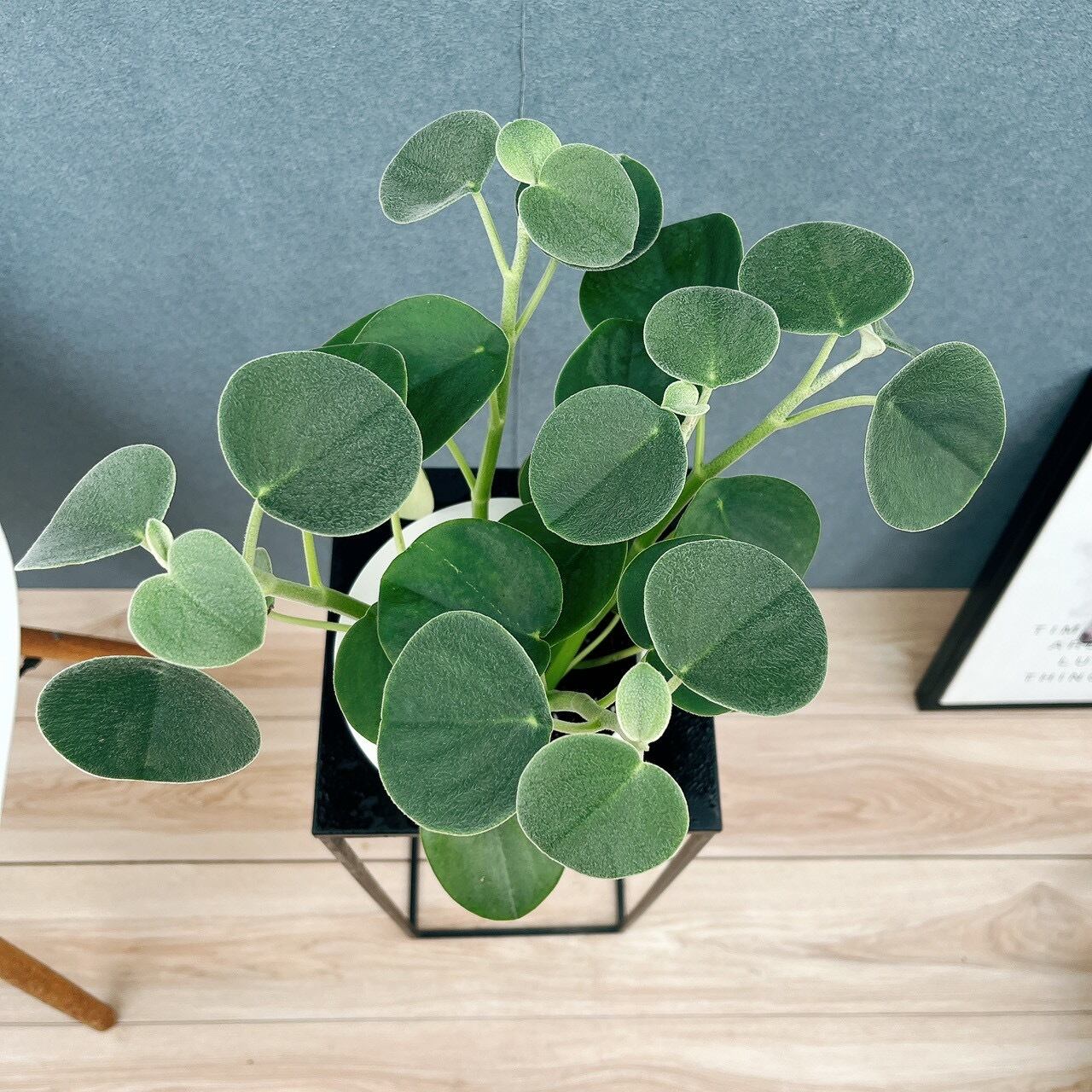 現品］【希少】♡かわいい♡ 1番 ペペロミア ホバリア 5号 観葉植物