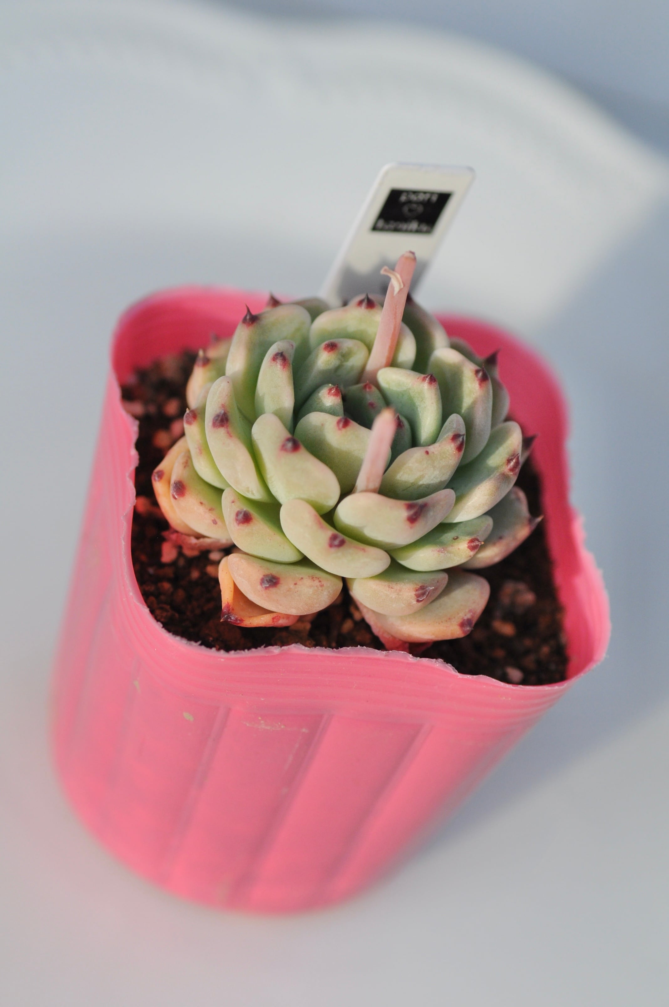 ローザピンク 多肉植物 エケベリア 韓国苗 | PAY ID