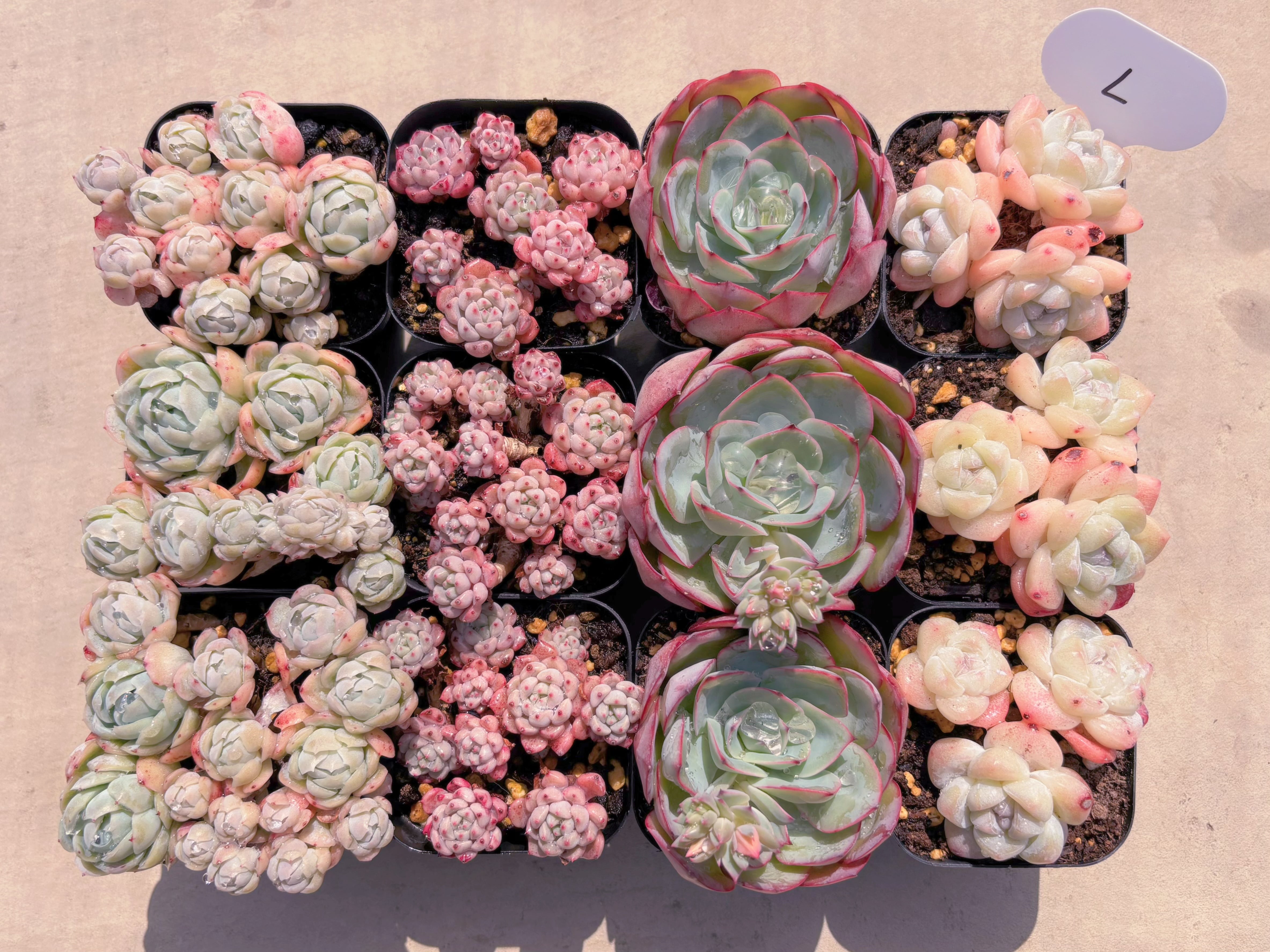 BASE販売会セットL