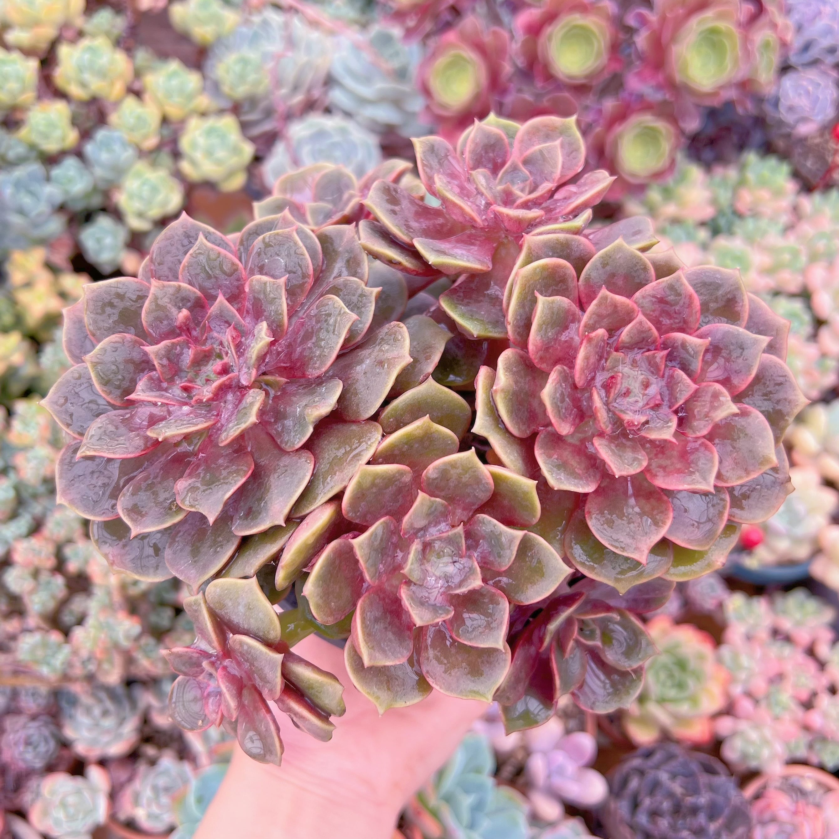 現品　ゼスター#601　特大群生　るる農園