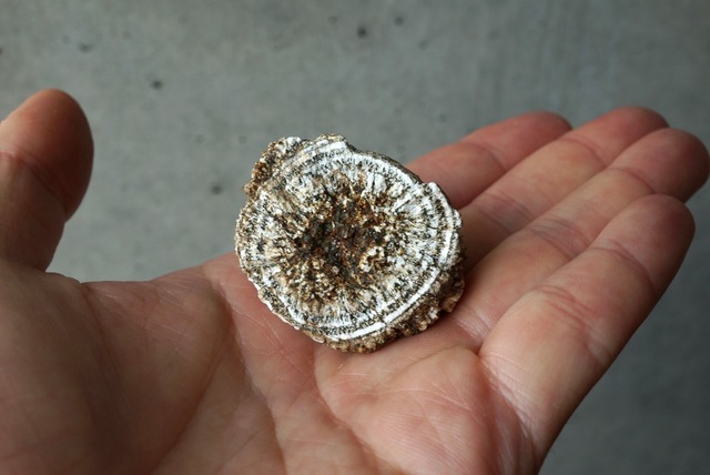 ナポレオン石 Napoleonite 871