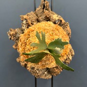 ビカクシダ ウィリンキー 'Nano' TC (P.willinckii 'Nano' TC)　コルク着生仕立て【364】