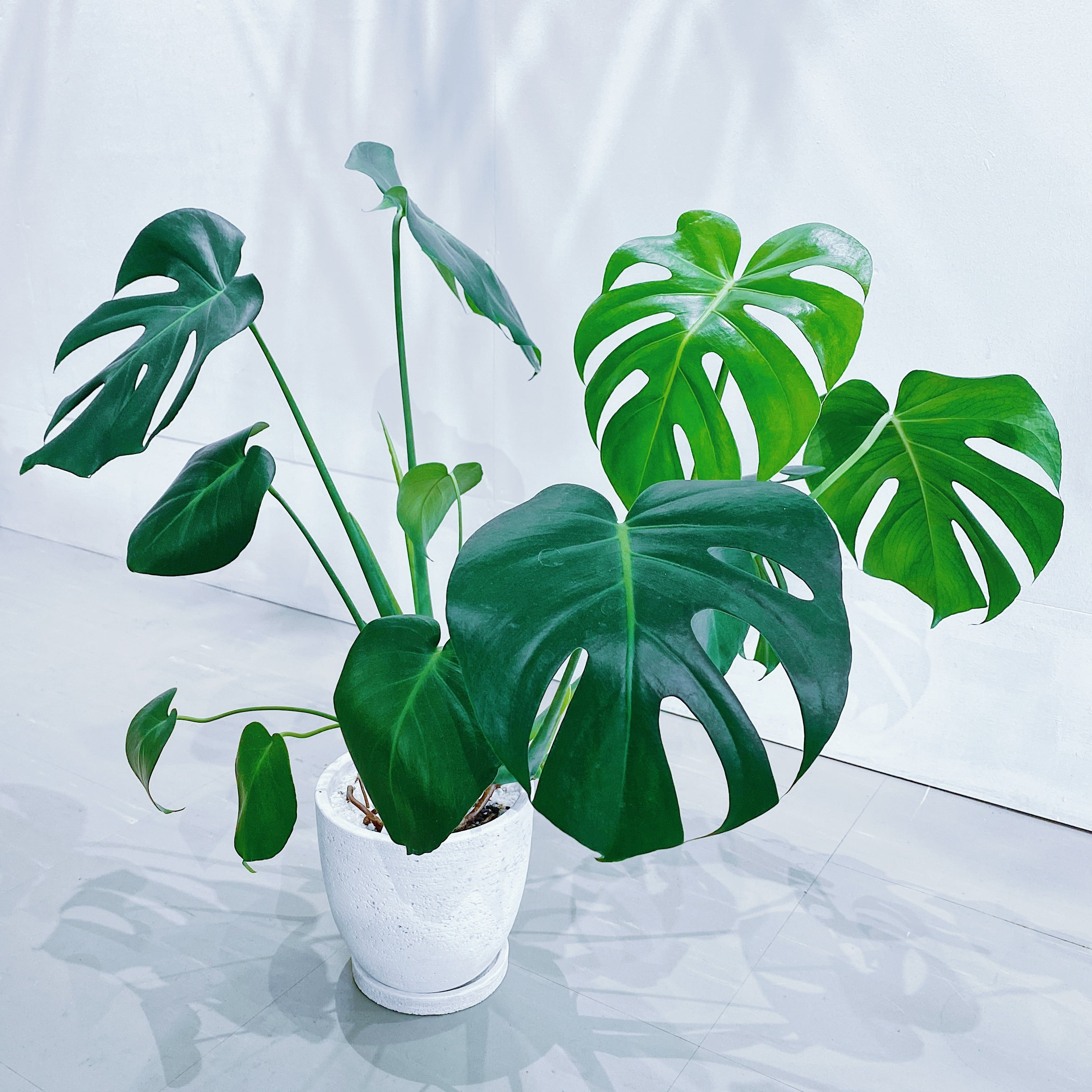 モンステラ・デリシオーサ Monstera deliciosa | STAND BY GREEN ...