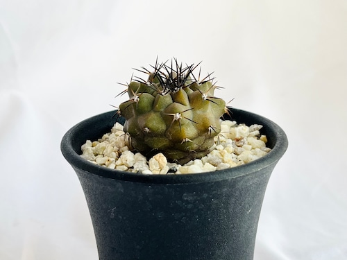 Copiapoa cinerea　コピアポア　シネレア　黒王丸　サボテン