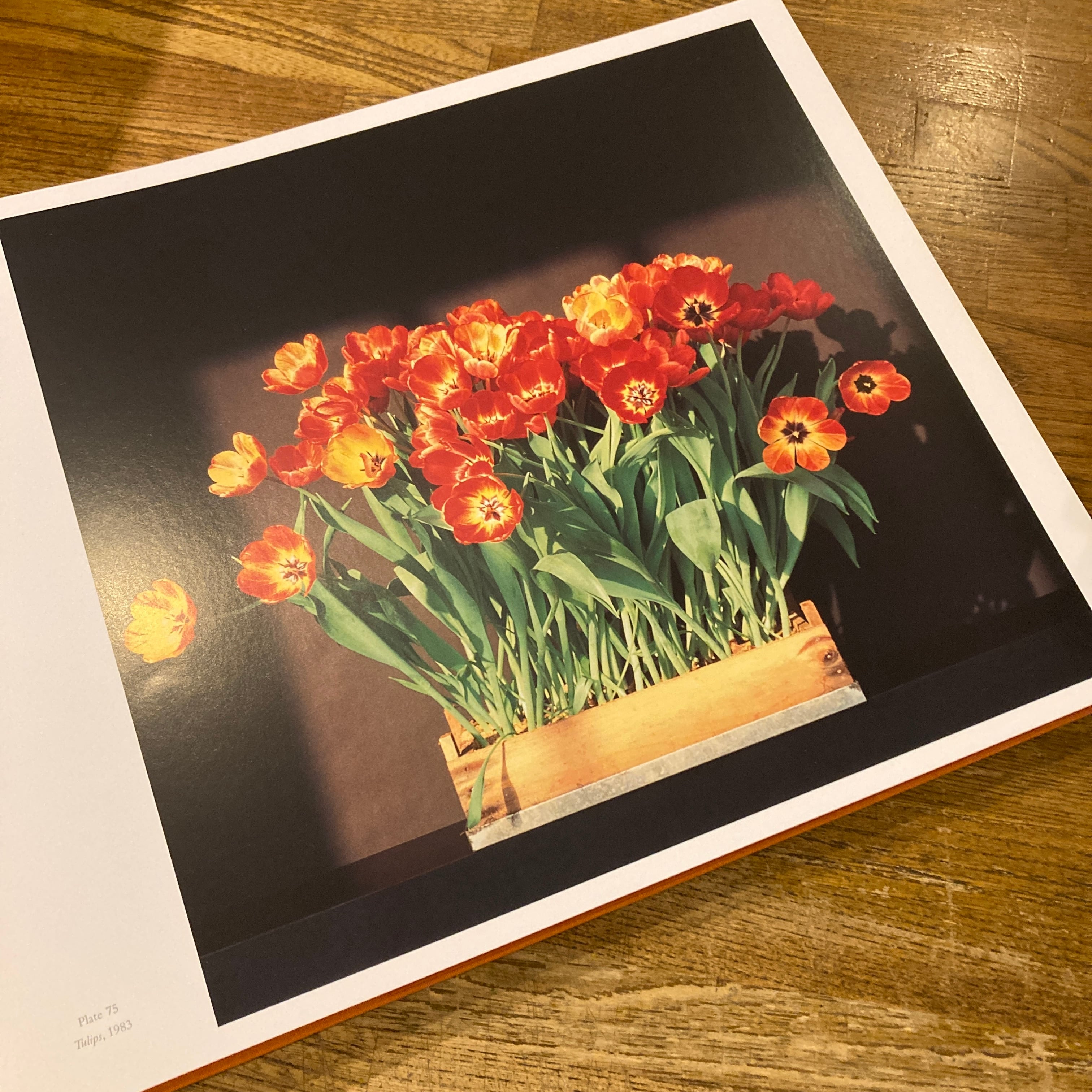 Mapplethorpe: The Complete Flowers / Robert Mapplethorpe（ロバート