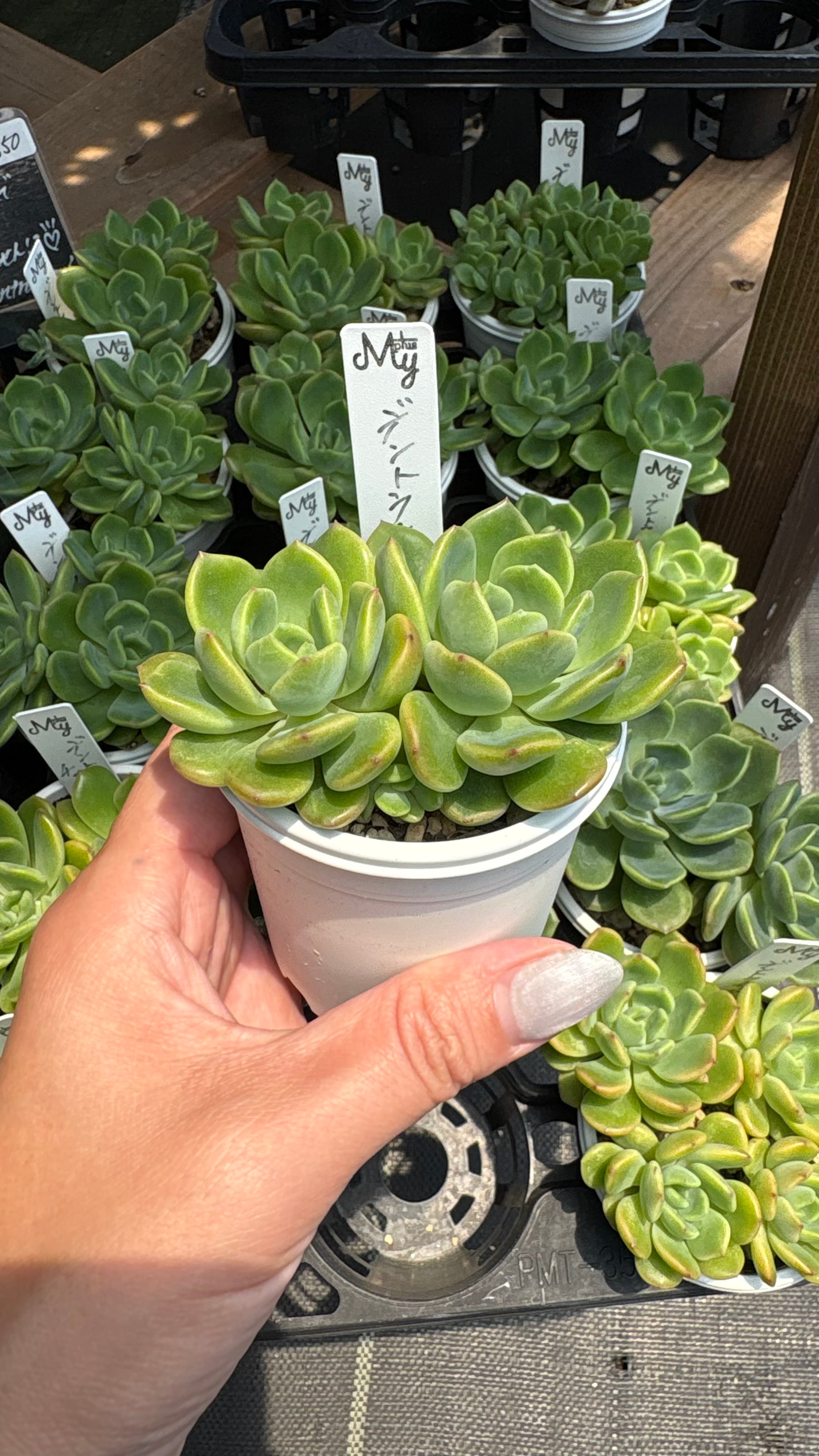 多肉植物 デントラチェム 多肉植物 エケベリア 安心の生産ポットそのまま販売