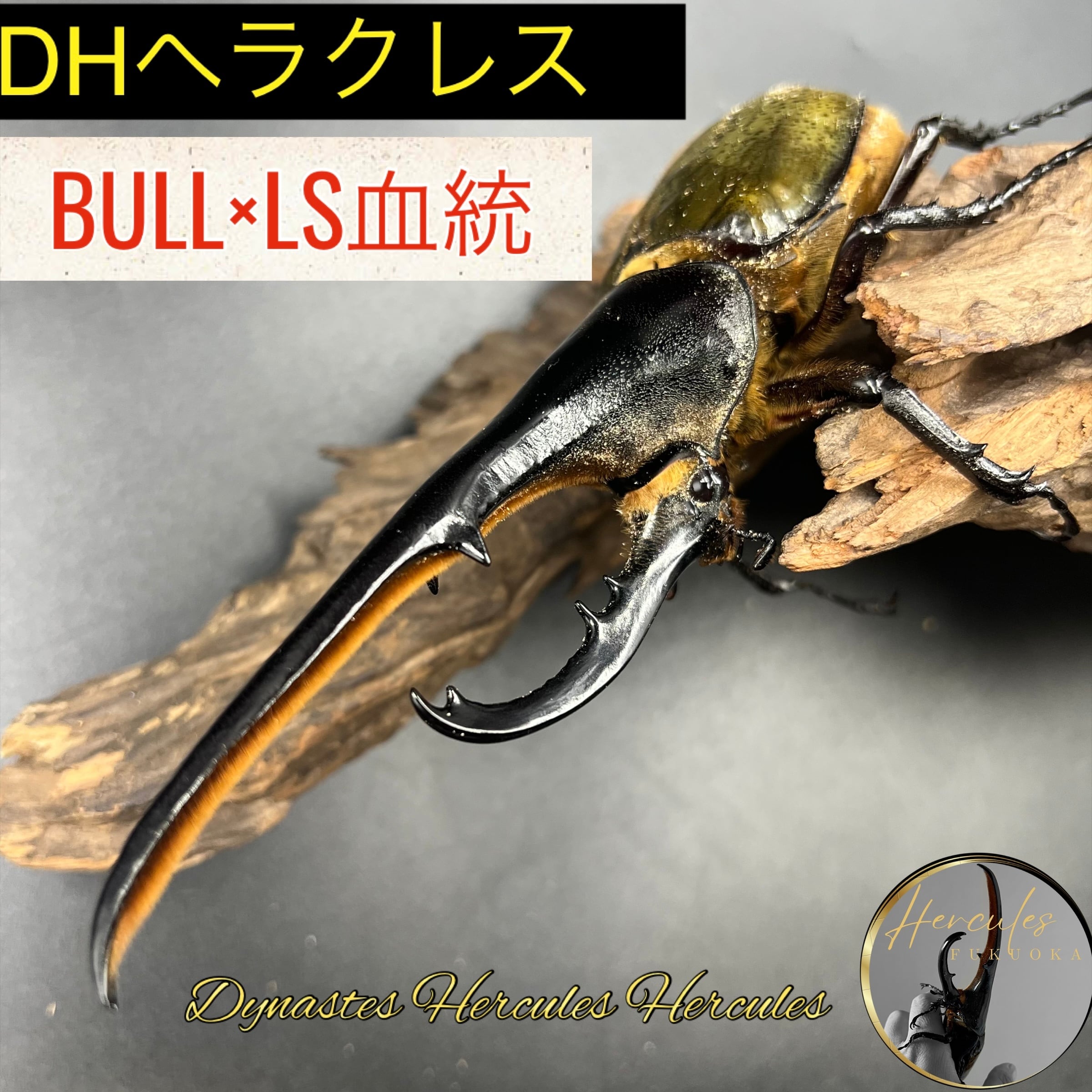 ヘラクレス カブトムシ 成虫 3匹セット