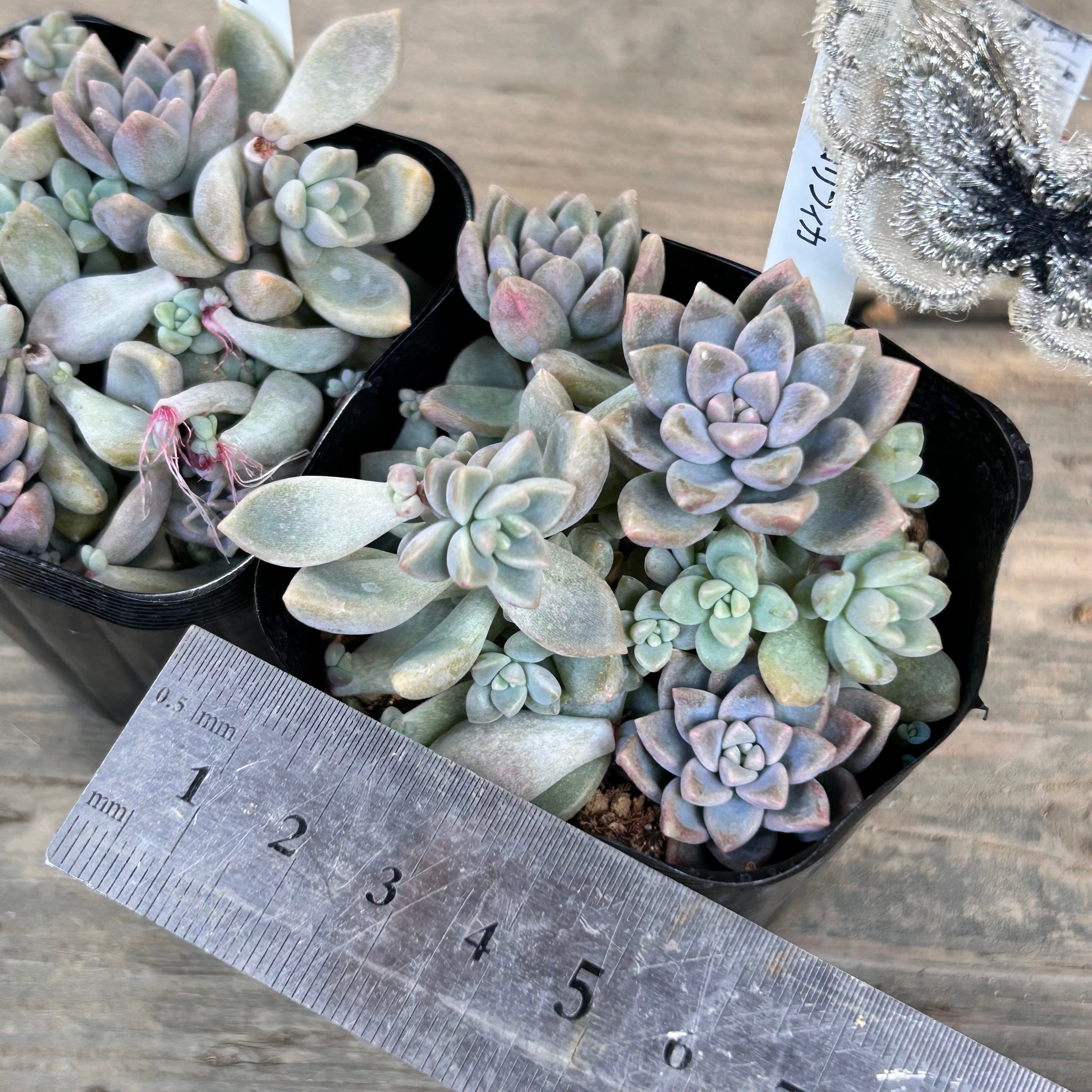 姫秋麗xプロリフィカ | RuPo 多肉植物専門店
