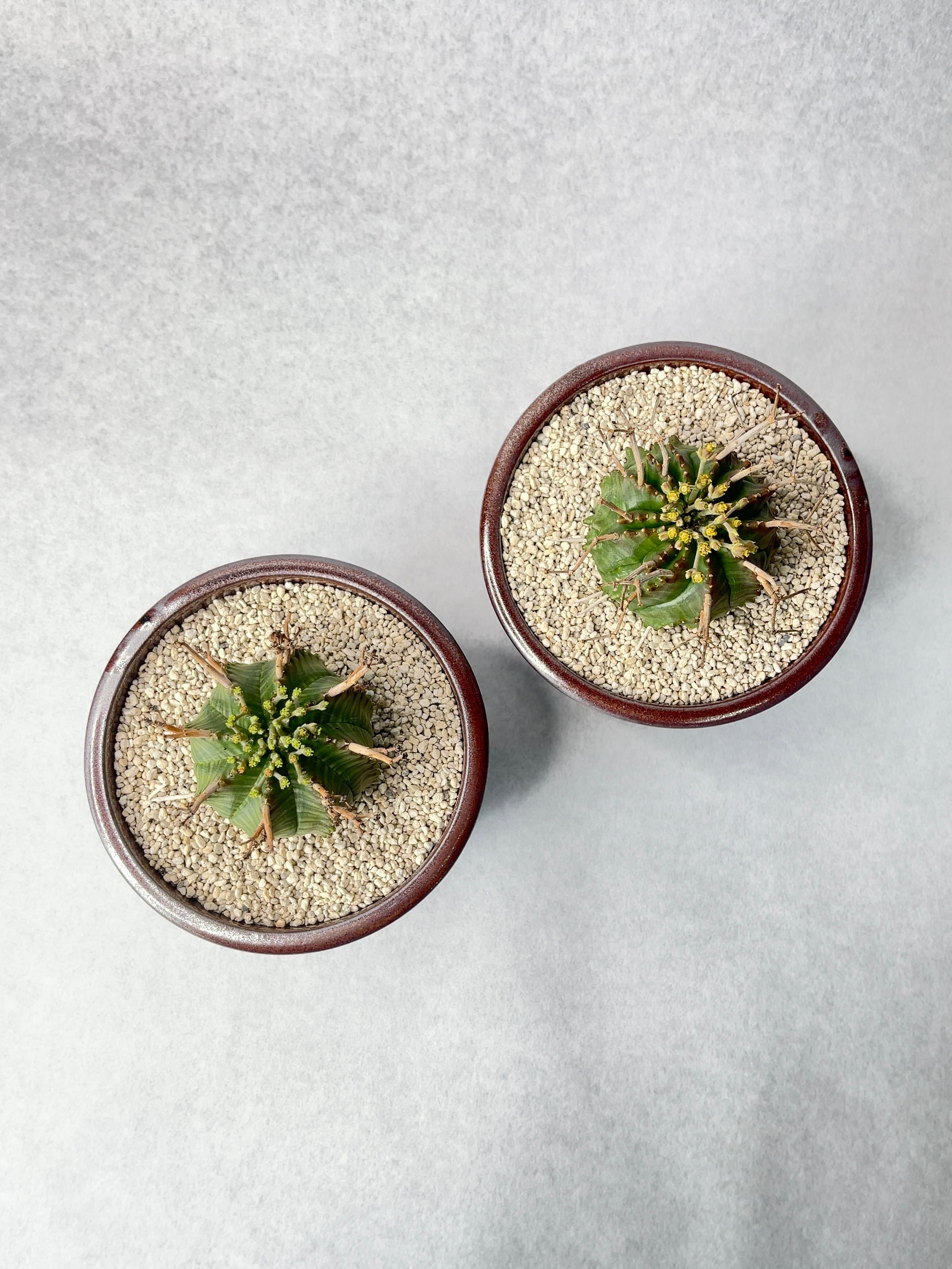 ユーフォルビア・バリダ♀ | trigger