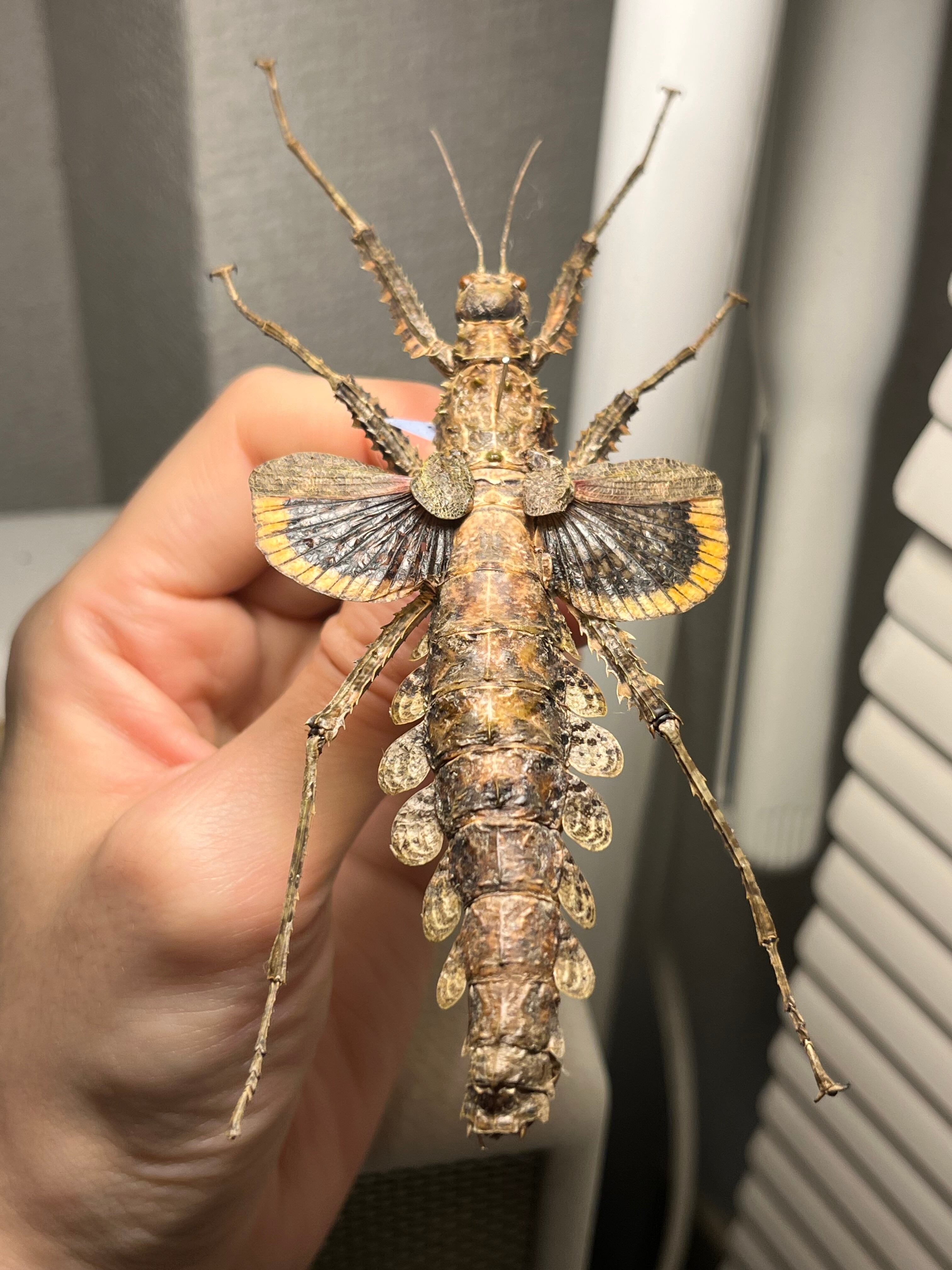 標本】Cotylosoma carlottaeナナフシ コノハムシ タランチュラカマキリ