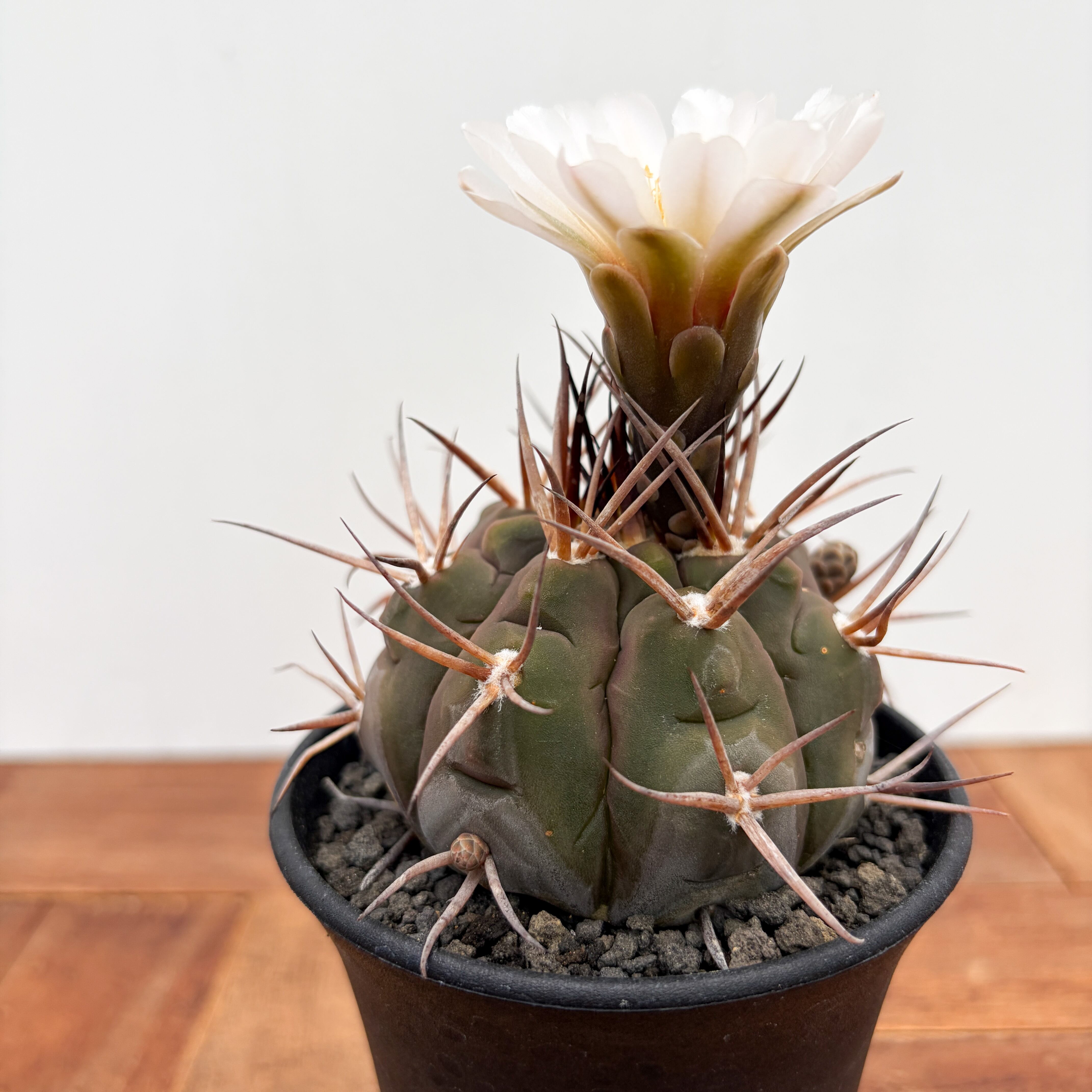 守金魔天竜錦　魔天竜　ギムノカリキウム　サボテン　フェロシオール　天平丸 Gymnocalycium mazanense【ギムノカリキウム・守金魔天竜】 | RIMO'S